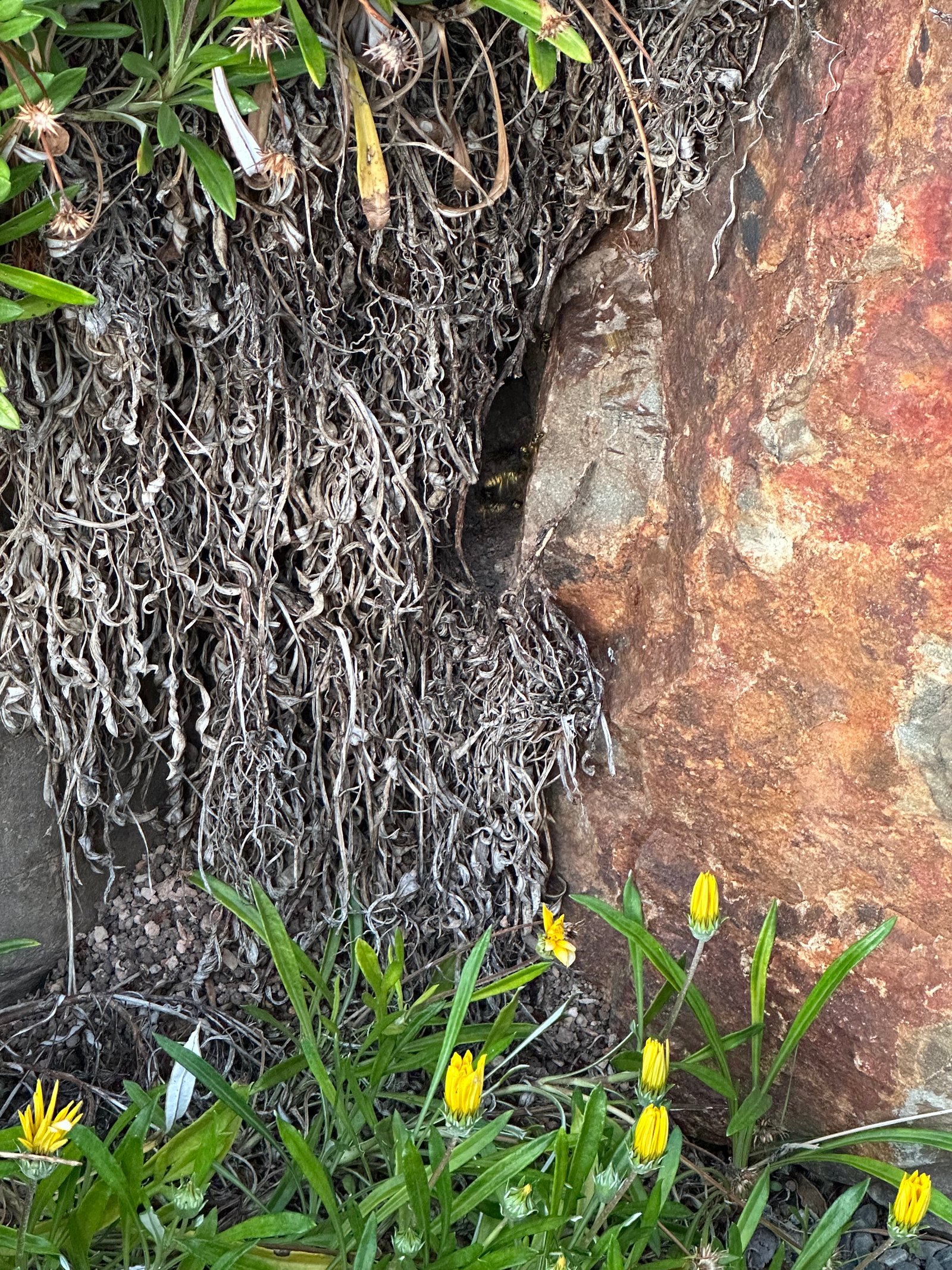Swarm photo