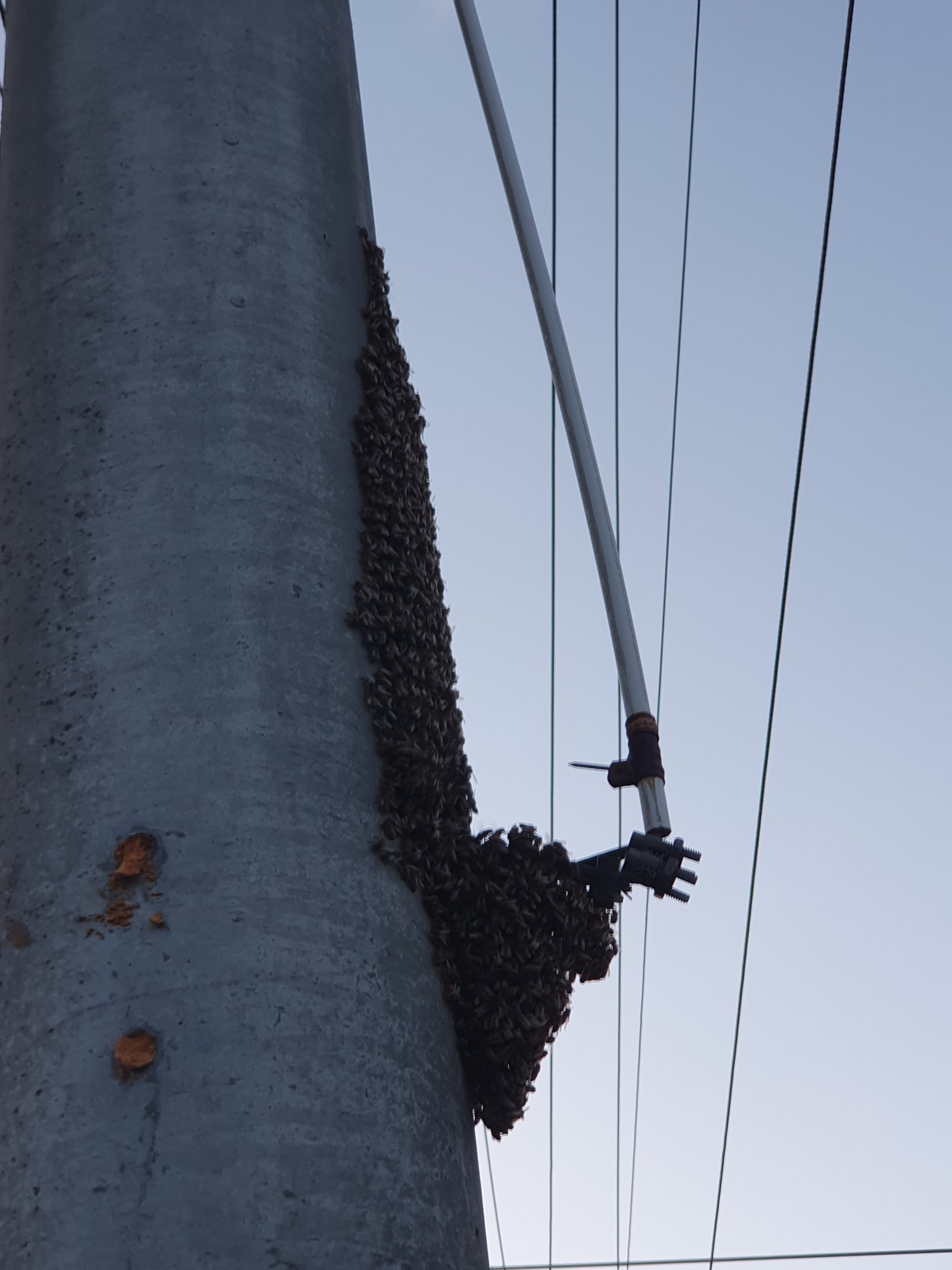 Swarm photo