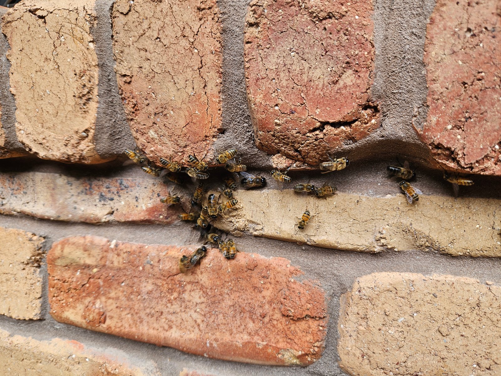 Swarm photo