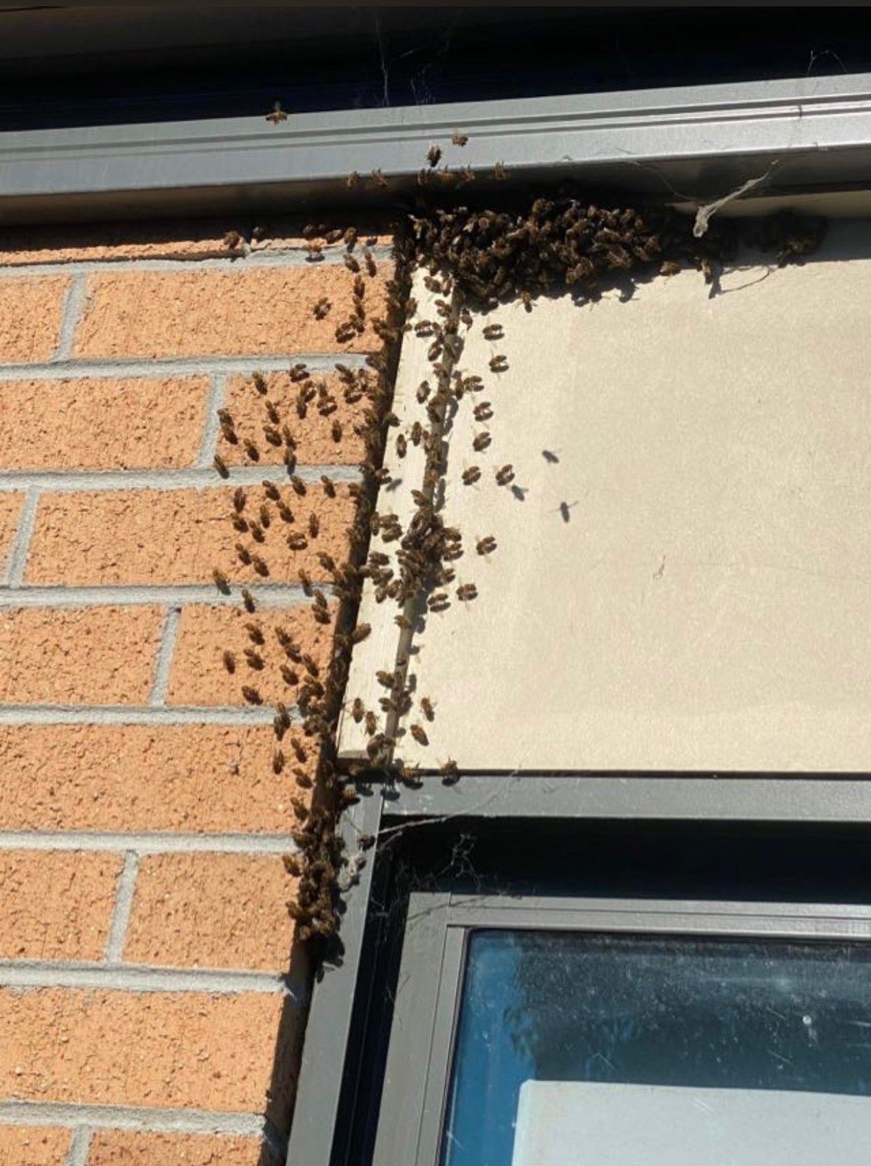 Swarm photo
