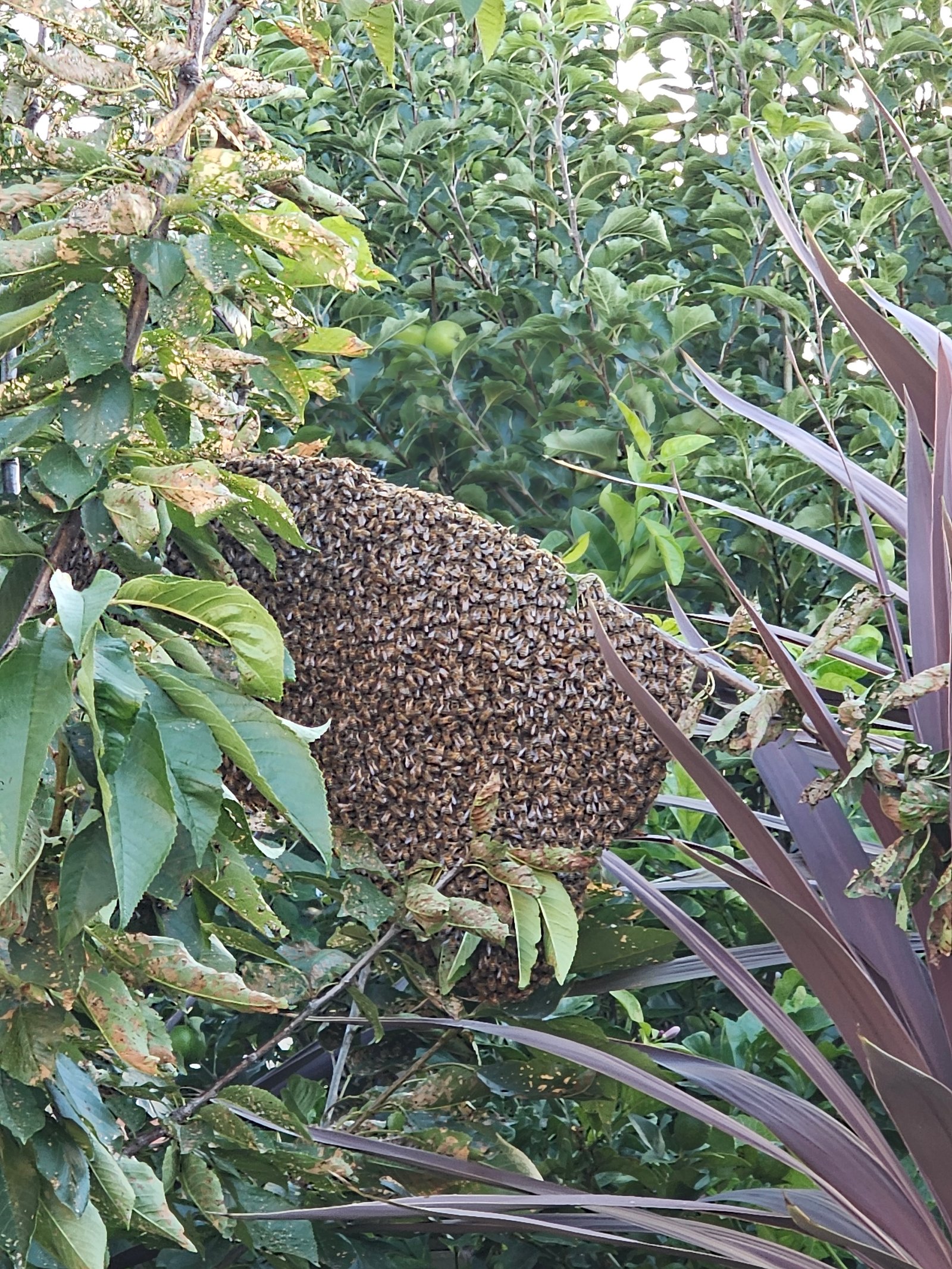 Swarm photo