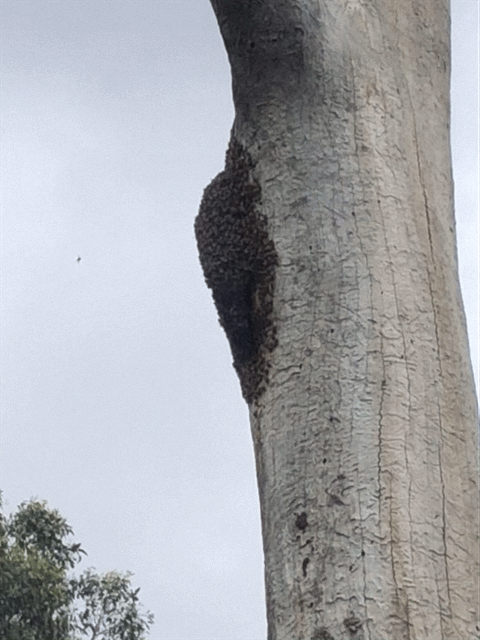 Swarm photo