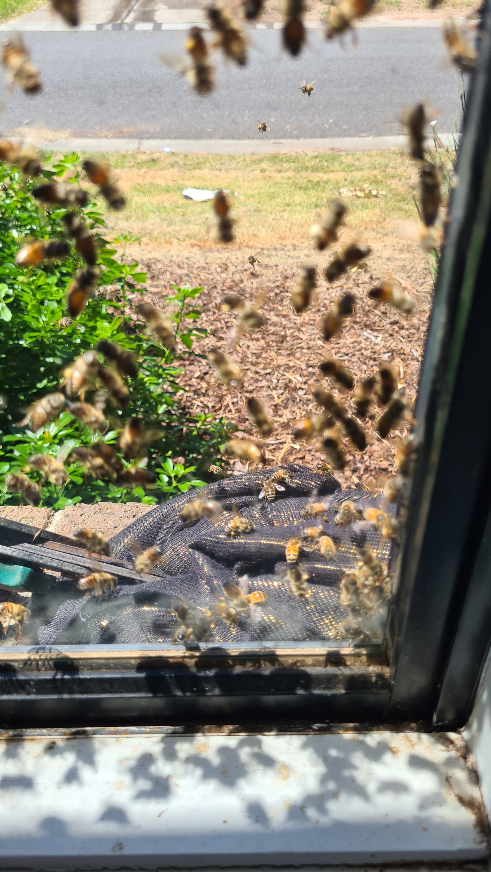 Swarm photo