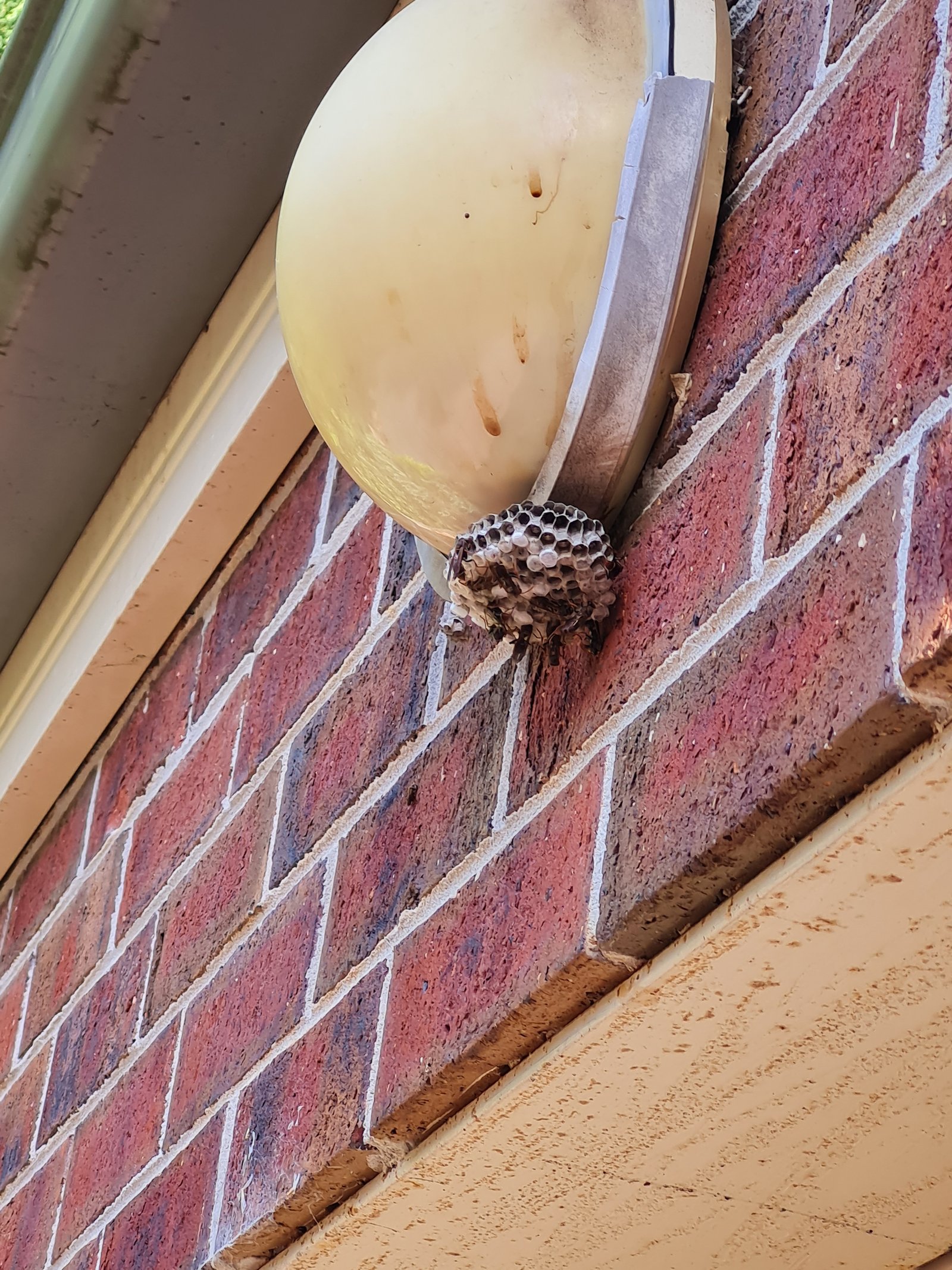 Swarm photo