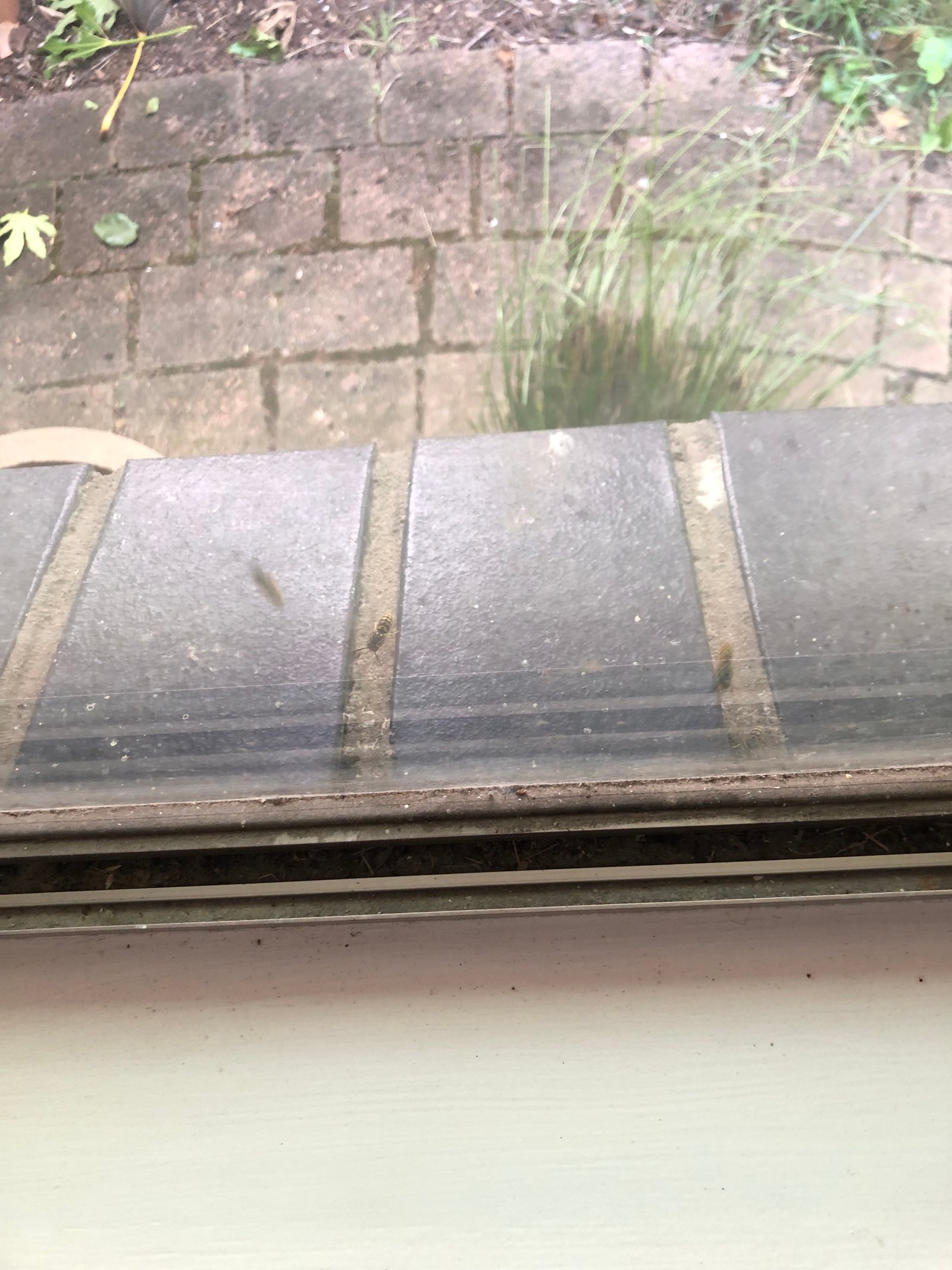 Swarm photo