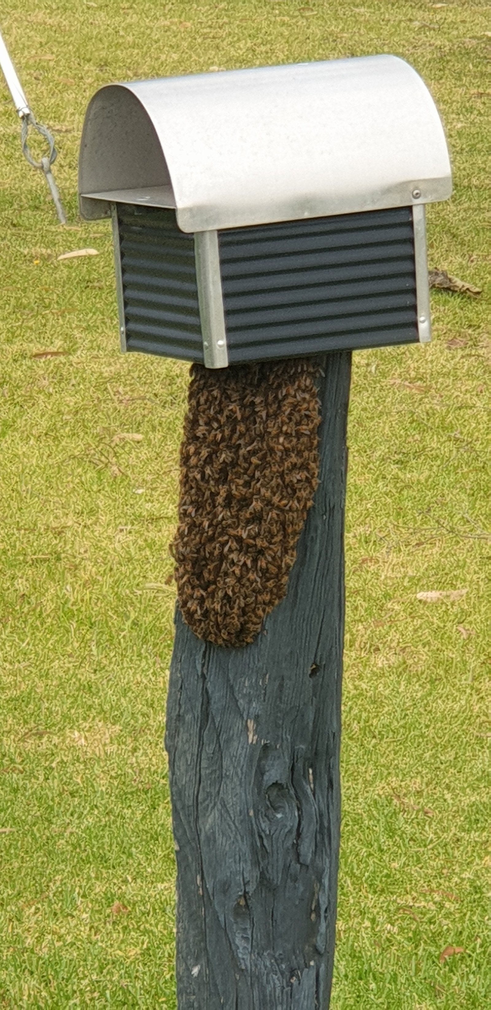 Swarm photo