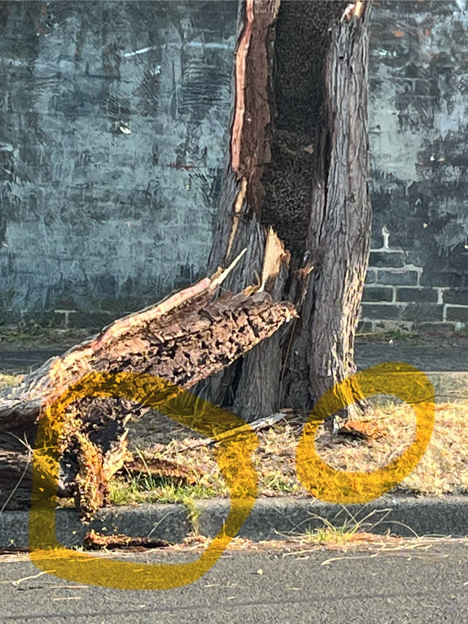 Swarm photo