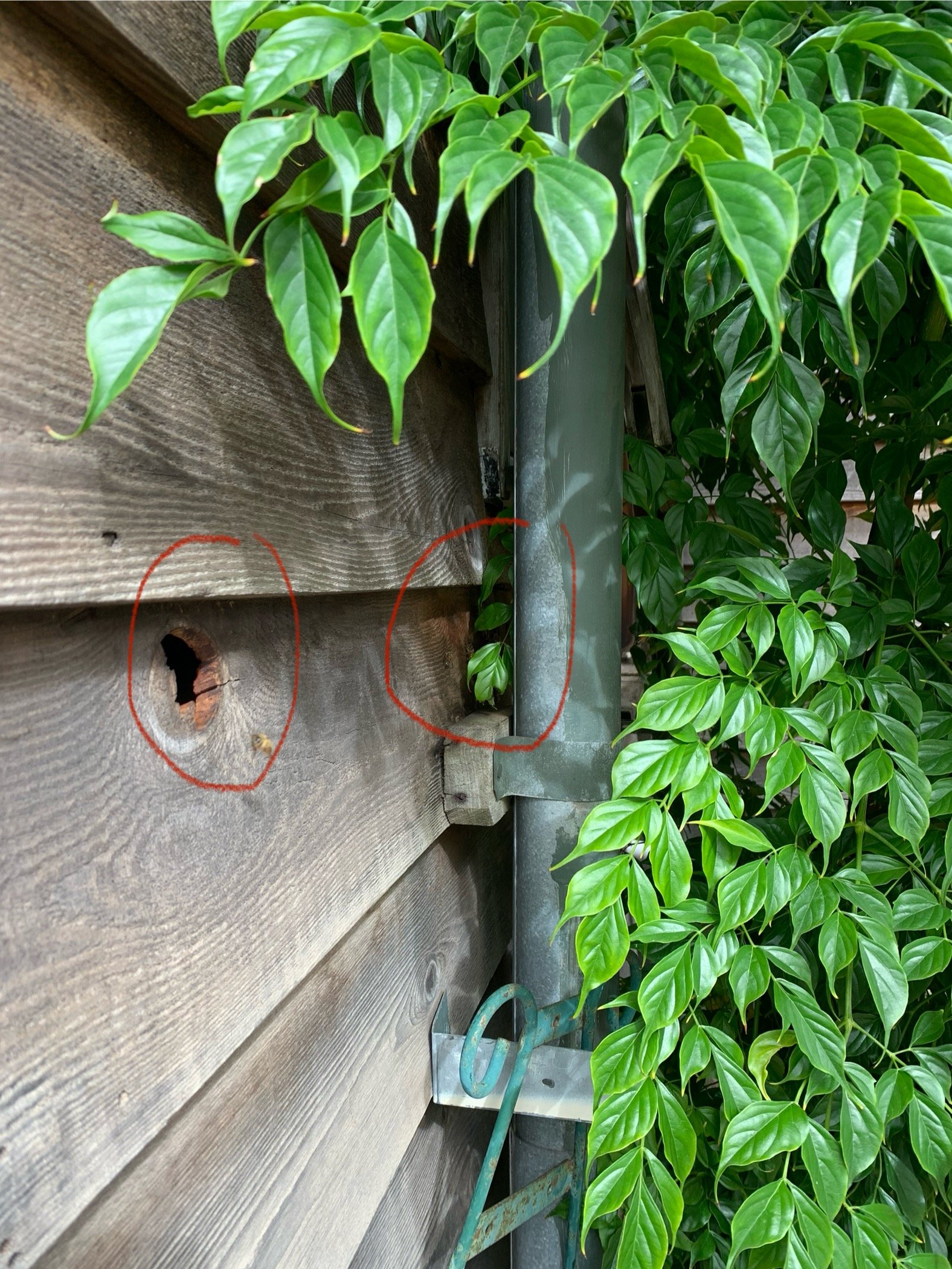 Swarm photo