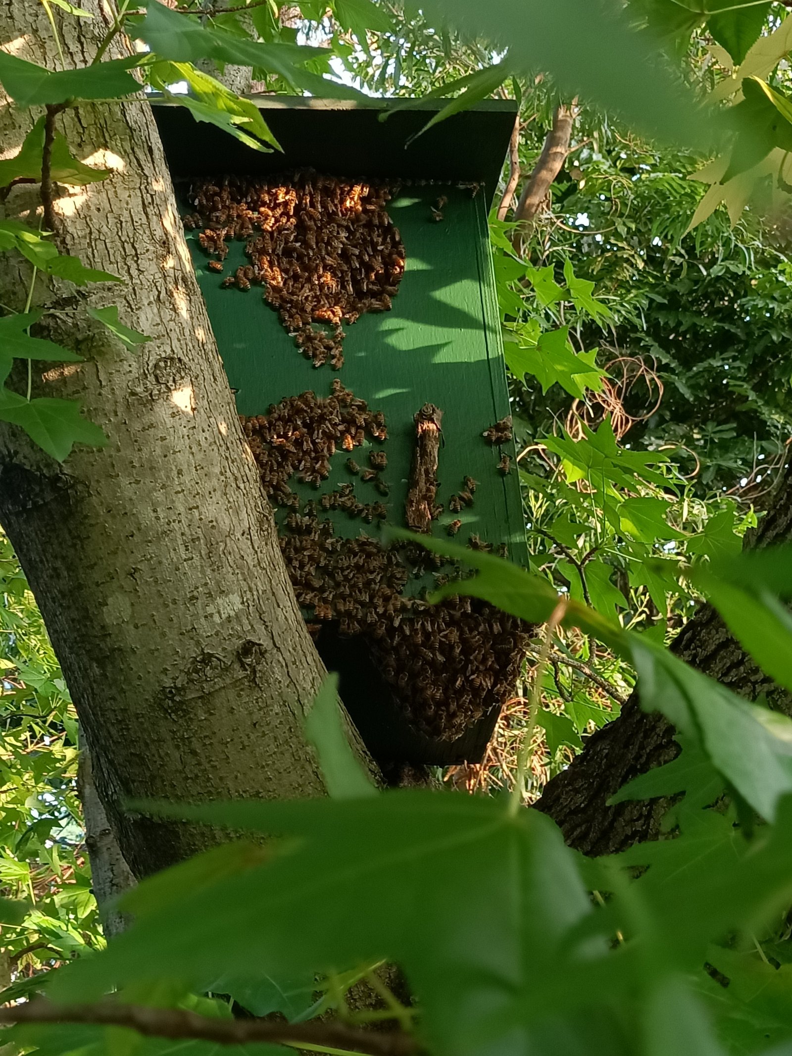 Swarm photo