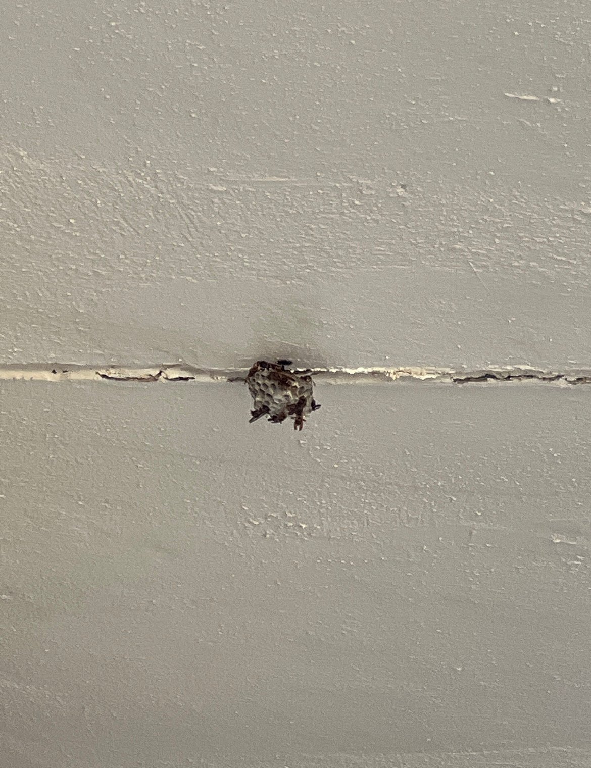 Swarm photo