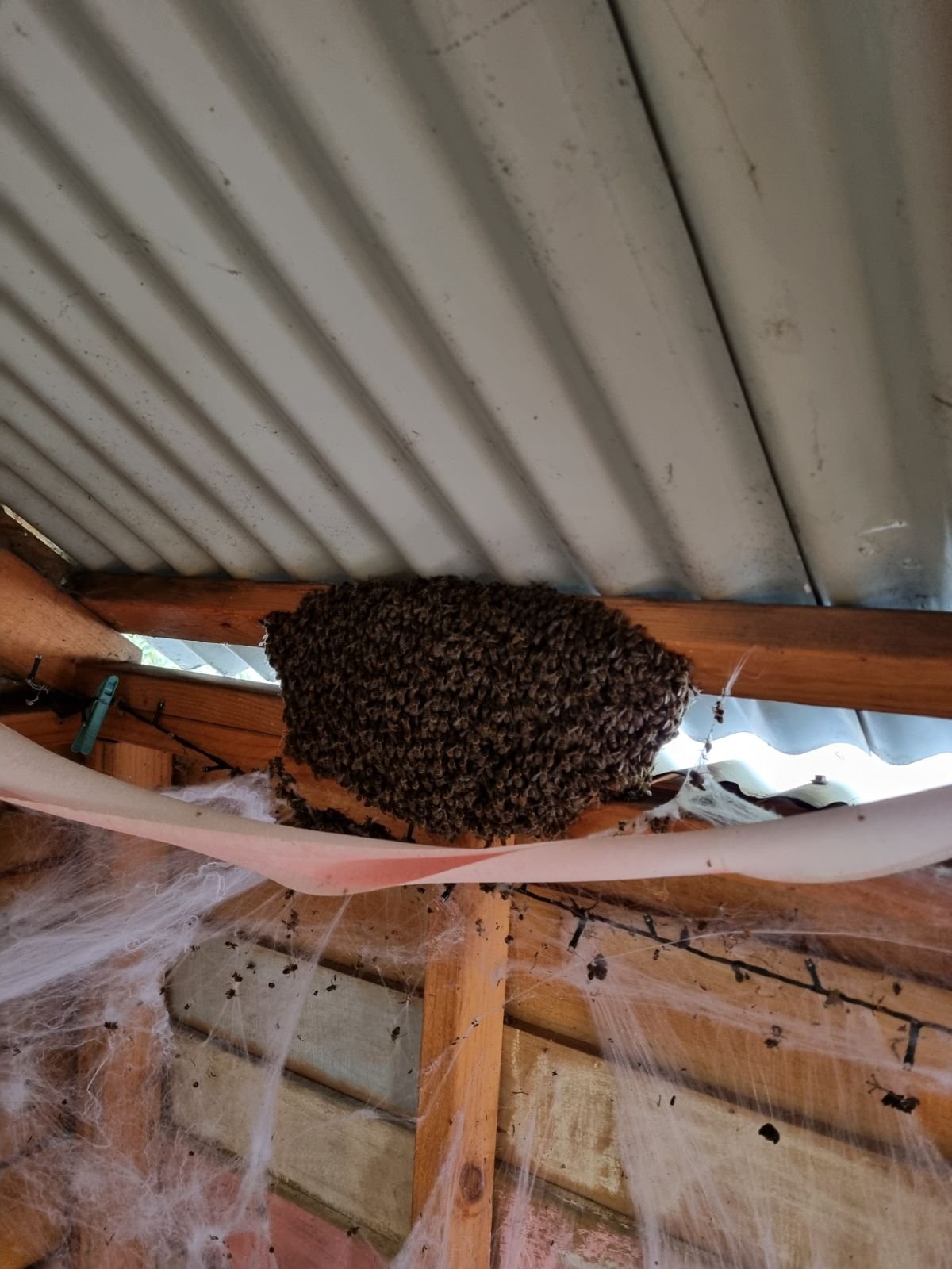 Swarm photo
