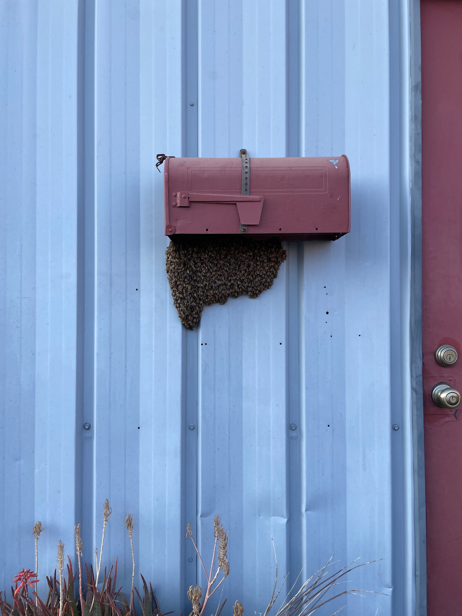Swarm photo