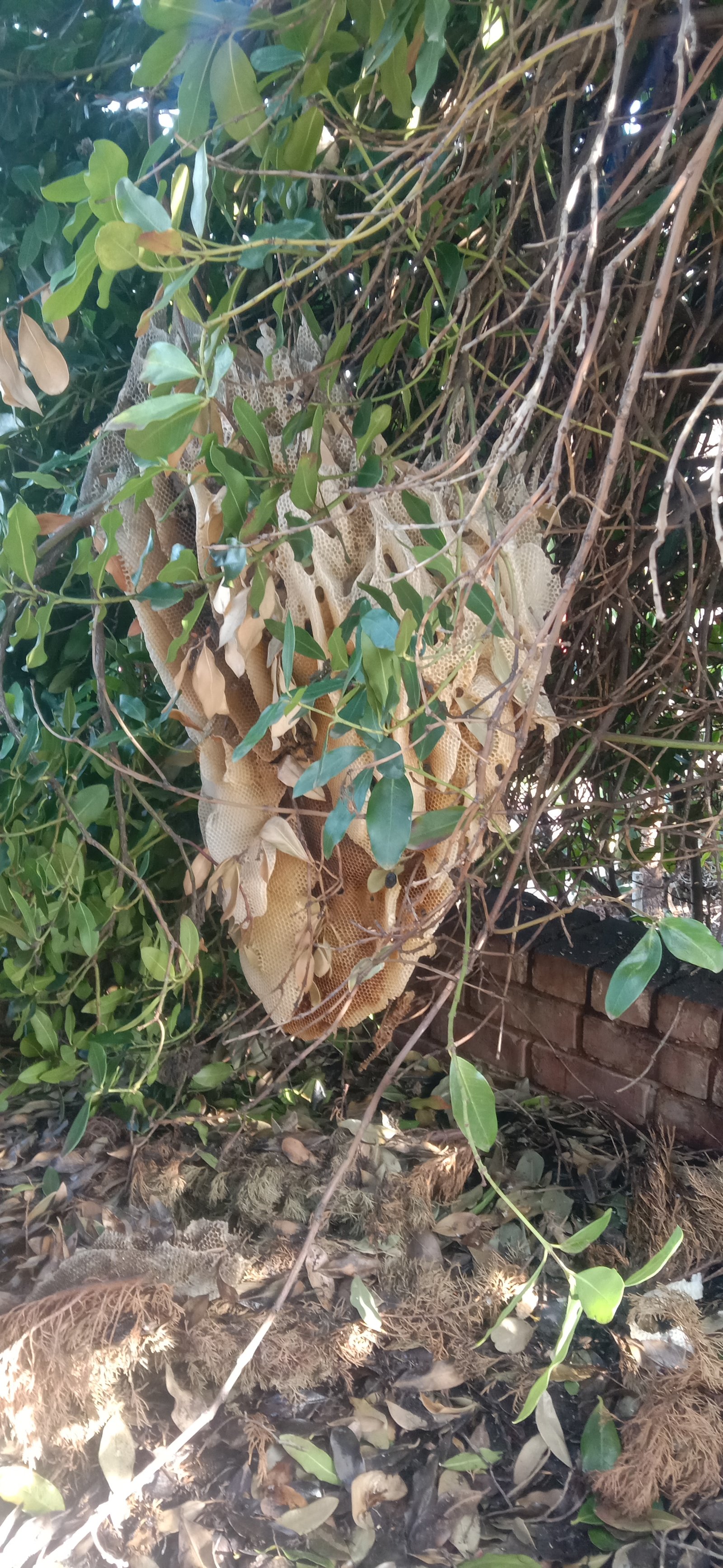 Swarm photo