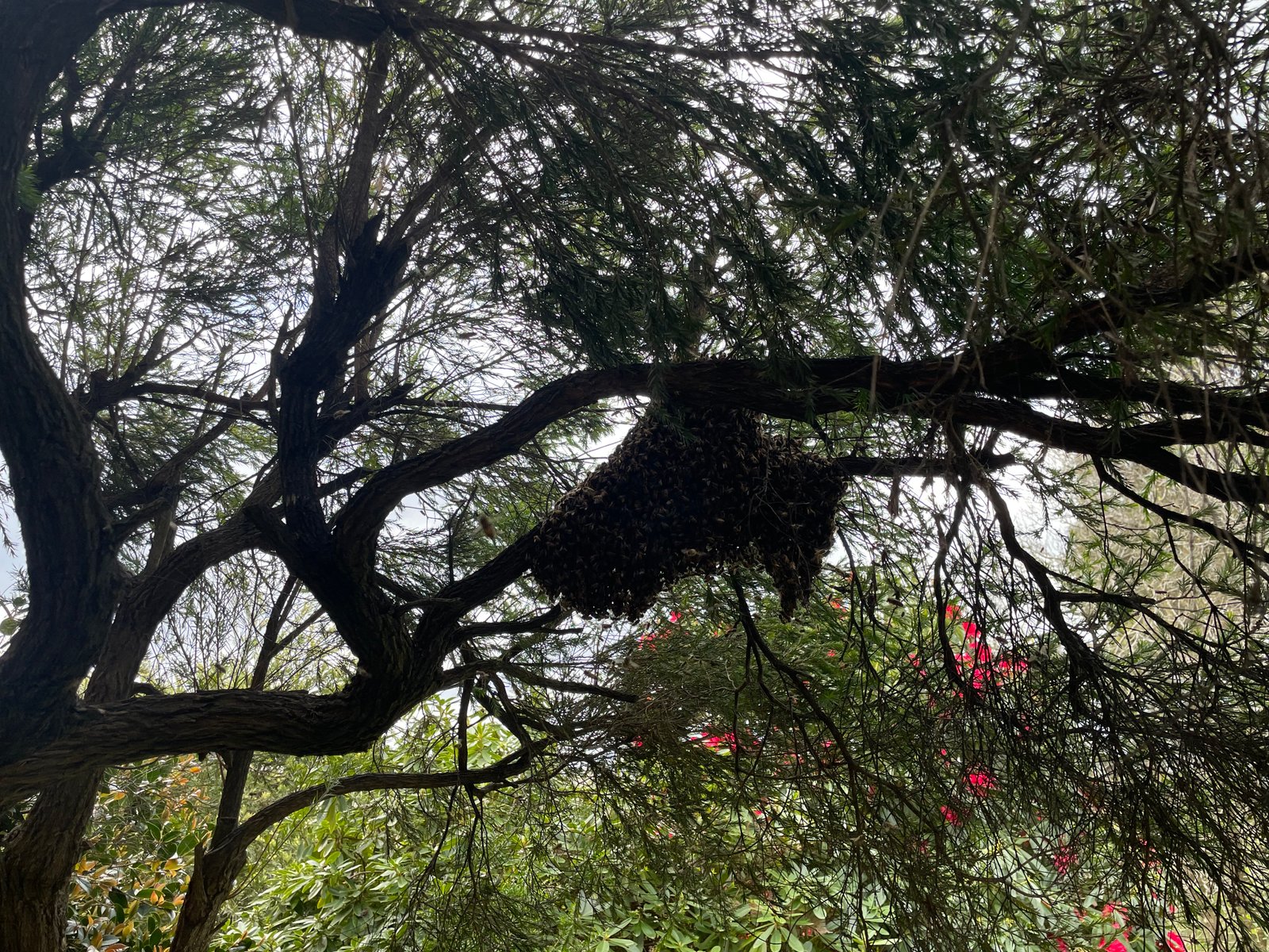 Swarm photo