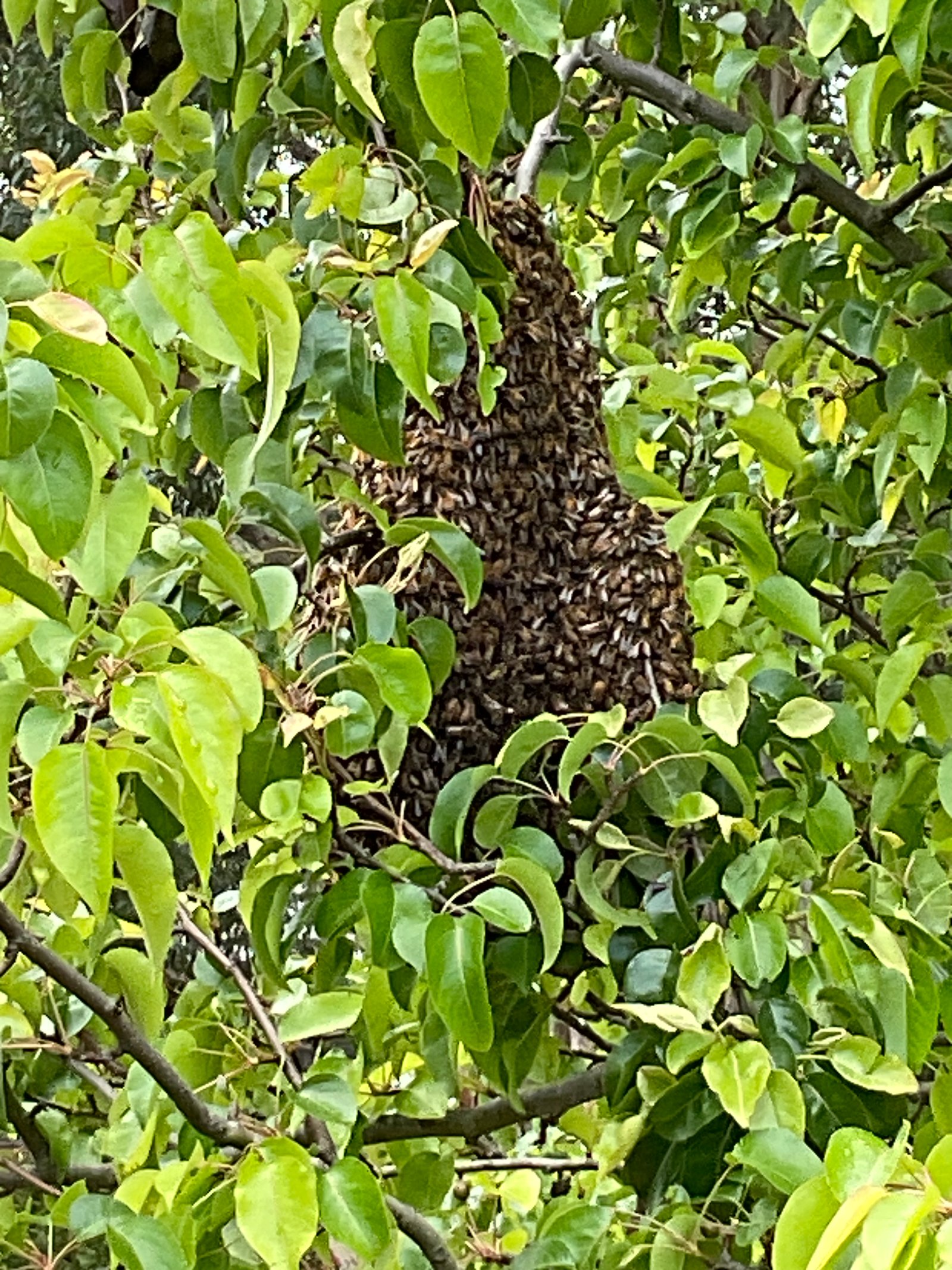 Swarm photo