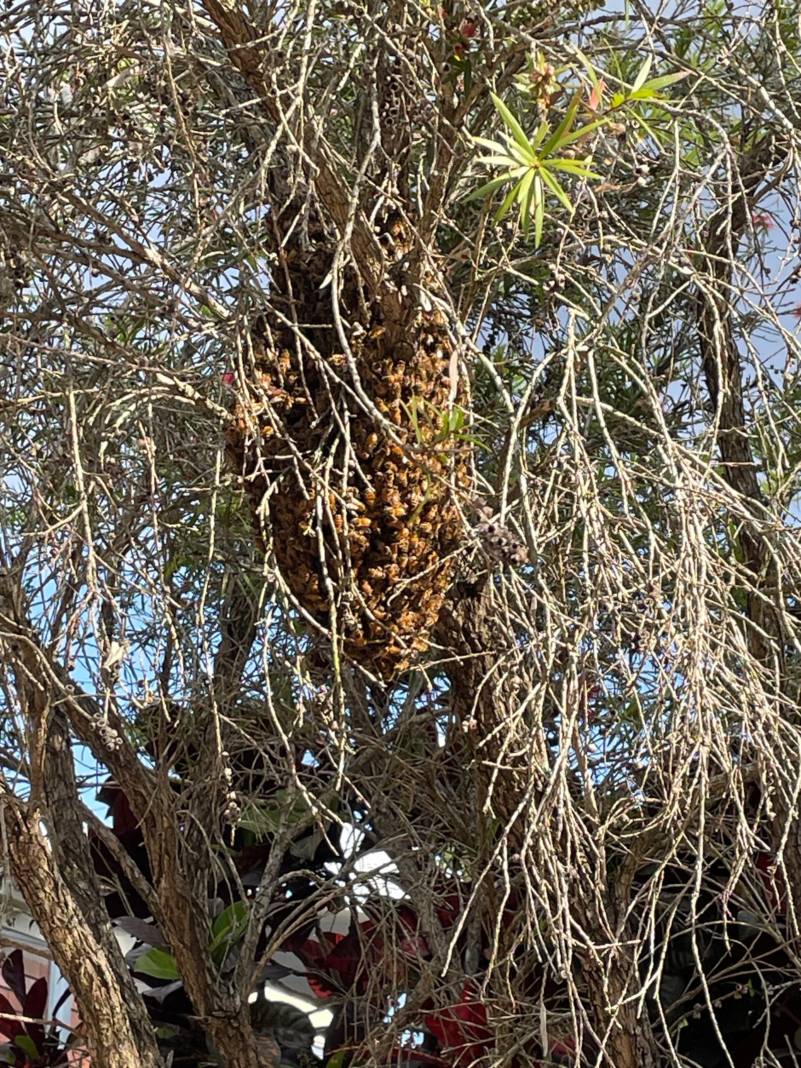 Swarm photo