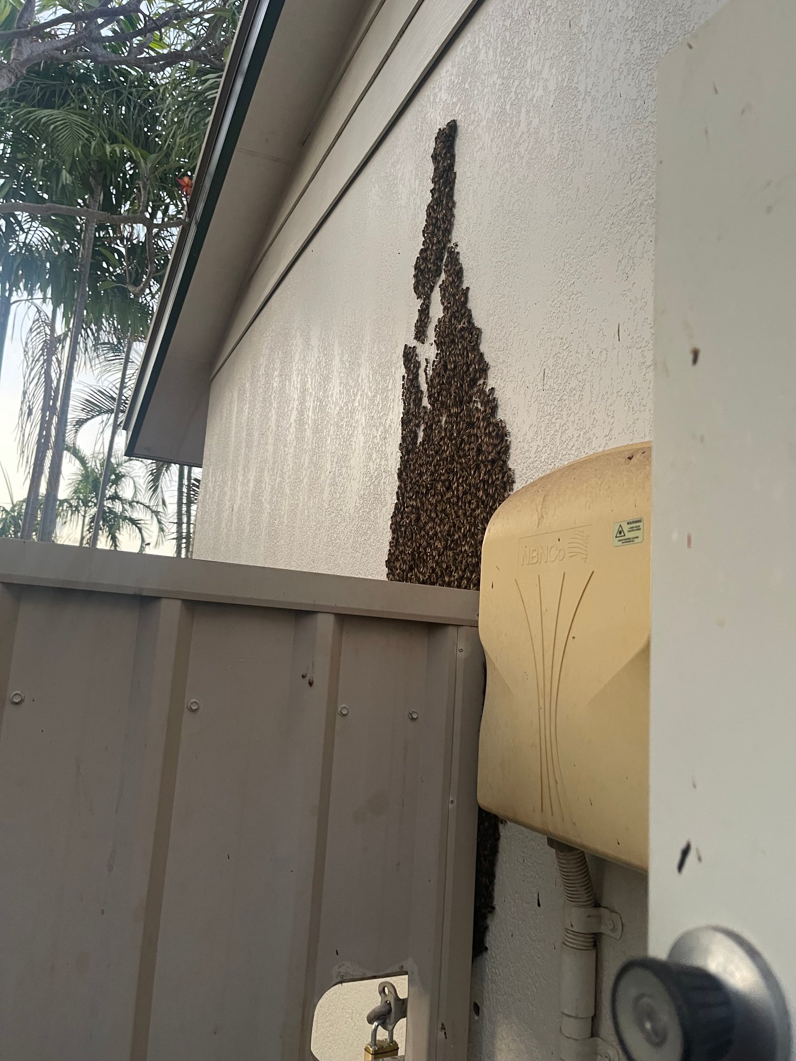 Swarm photo