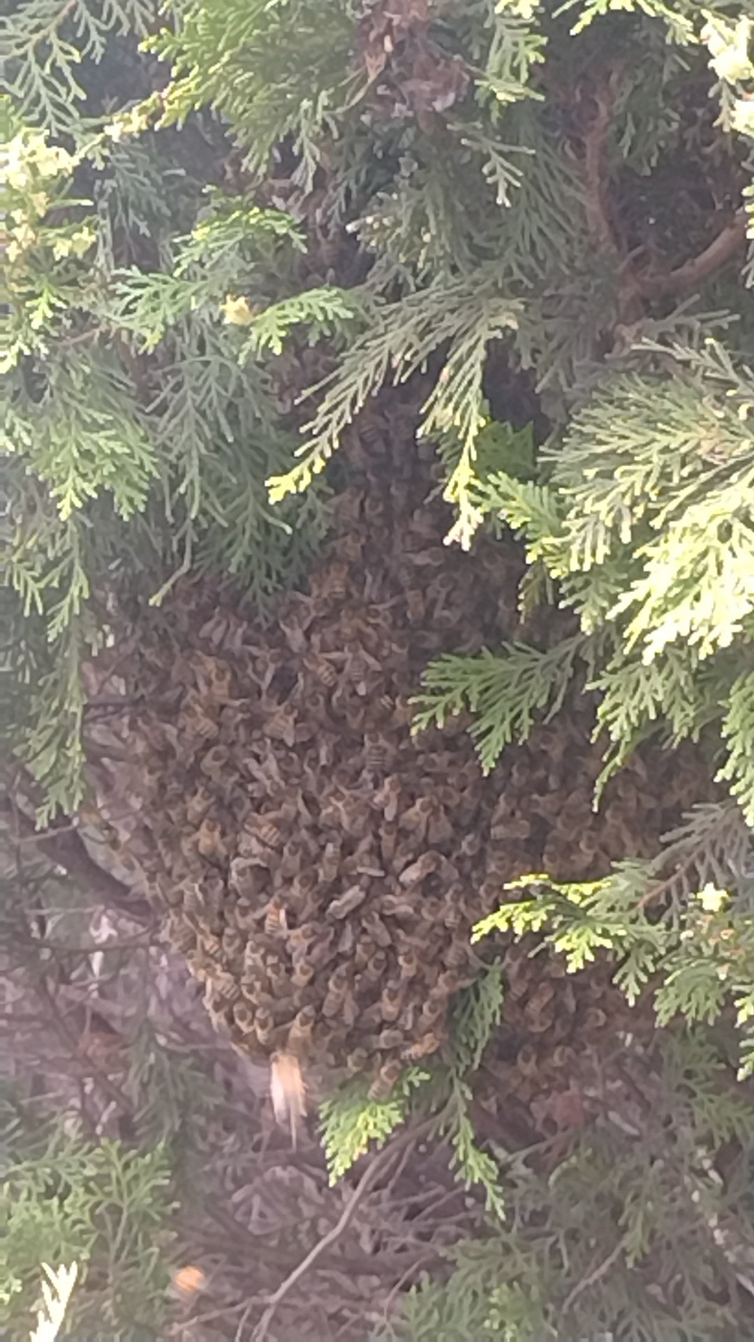 Swarm photo