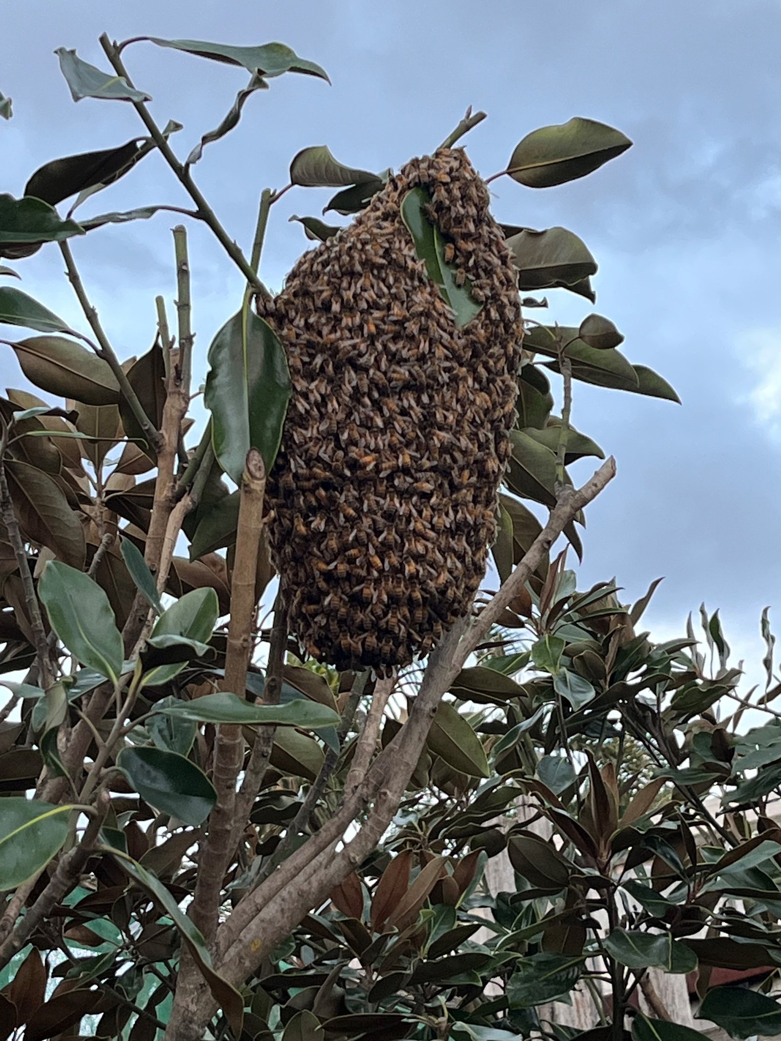 Swarm photo