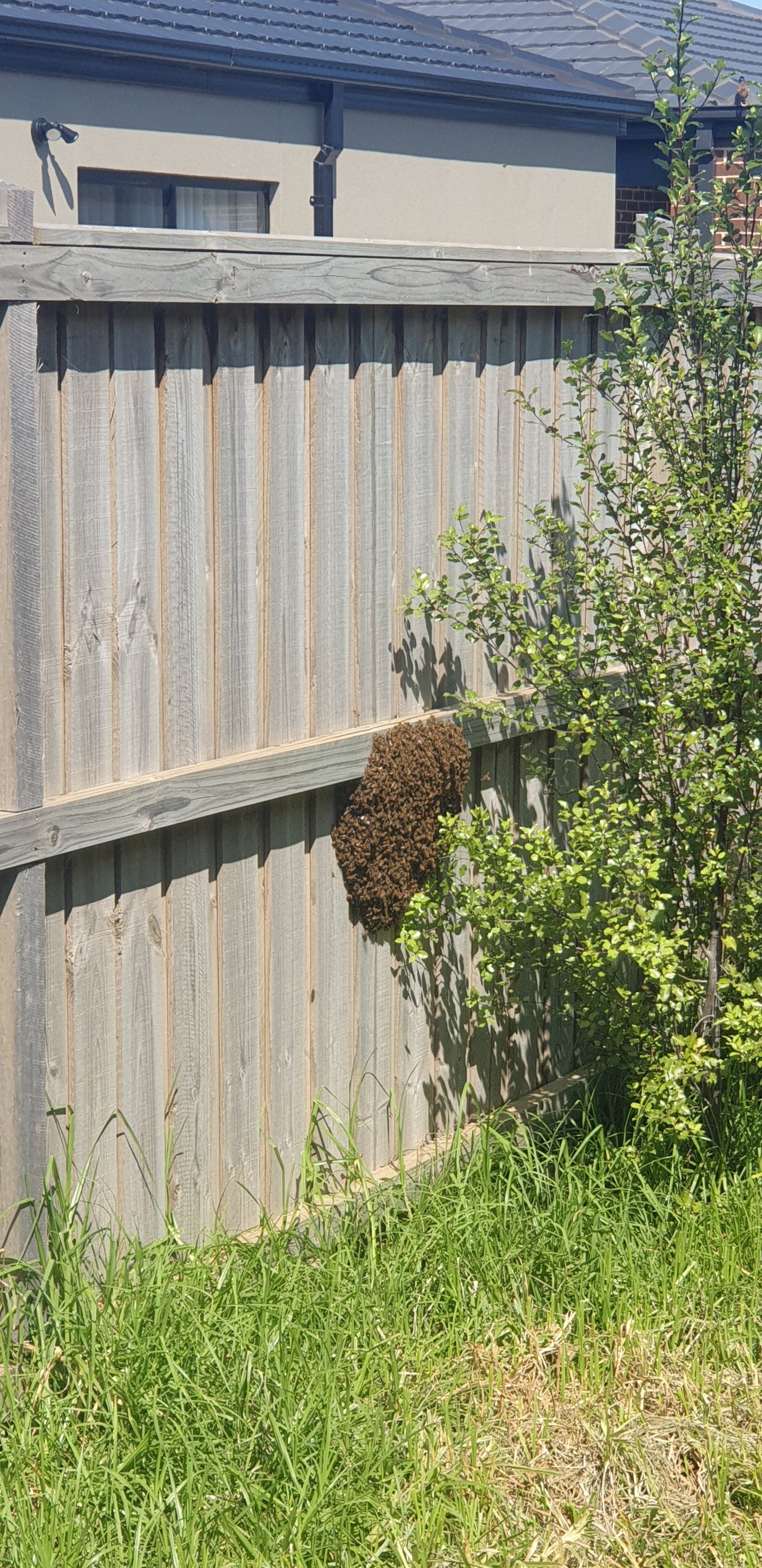 Swarm photo