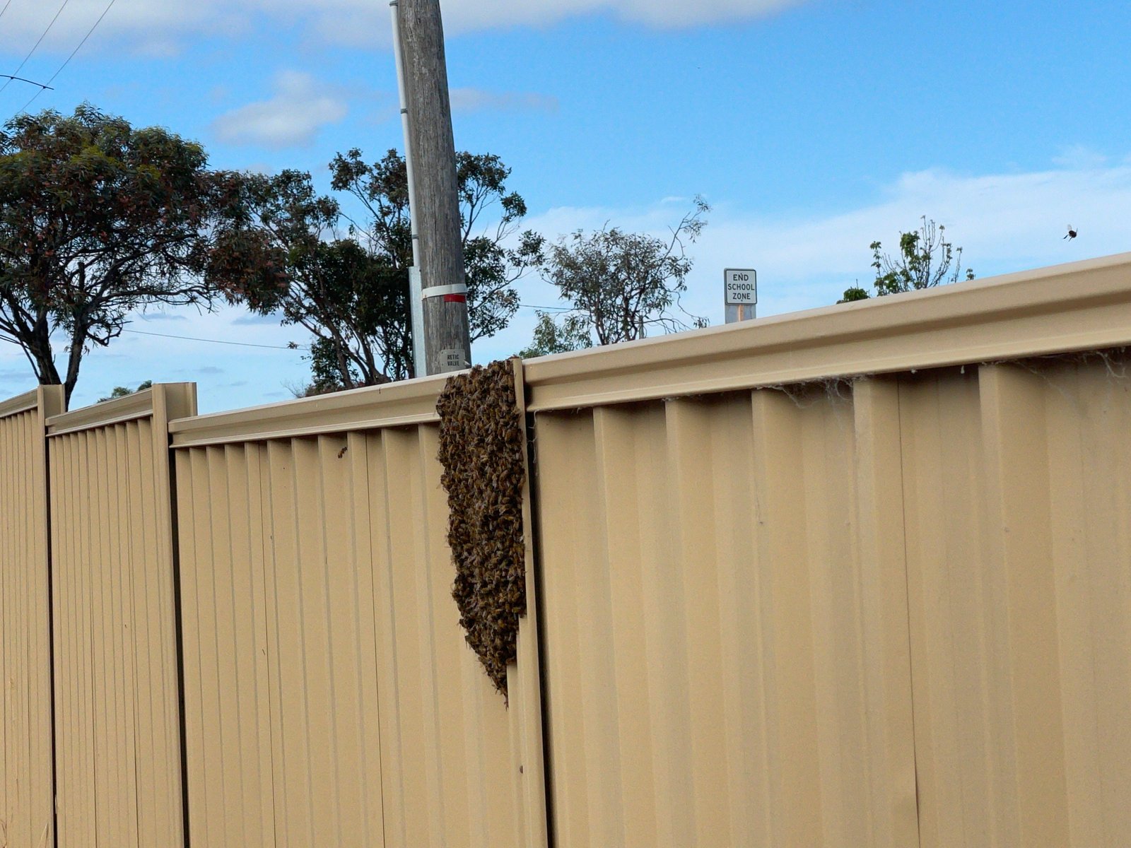 Swarm photo