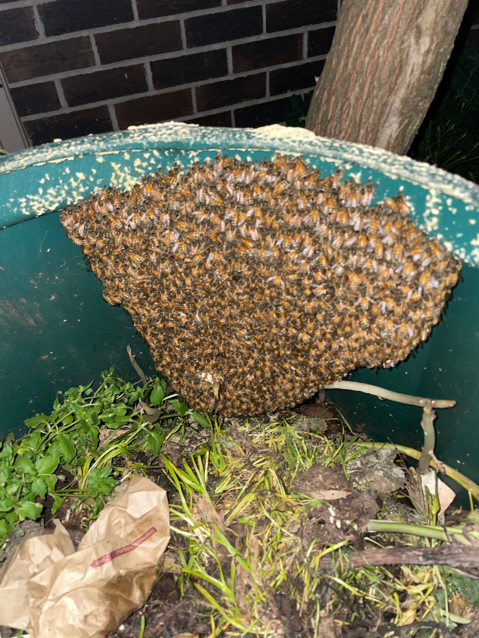 Swarm photo