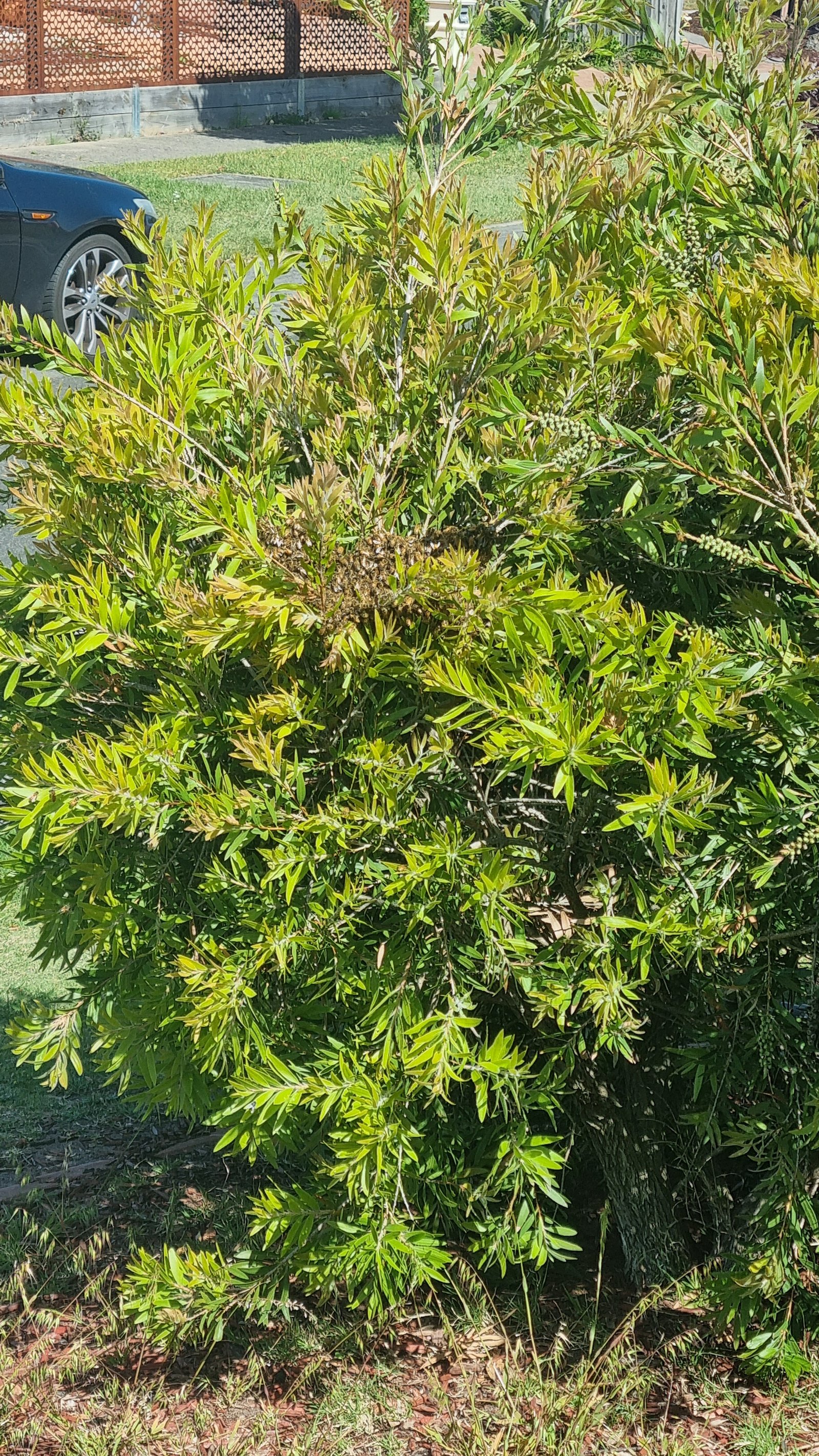 Swarm photo