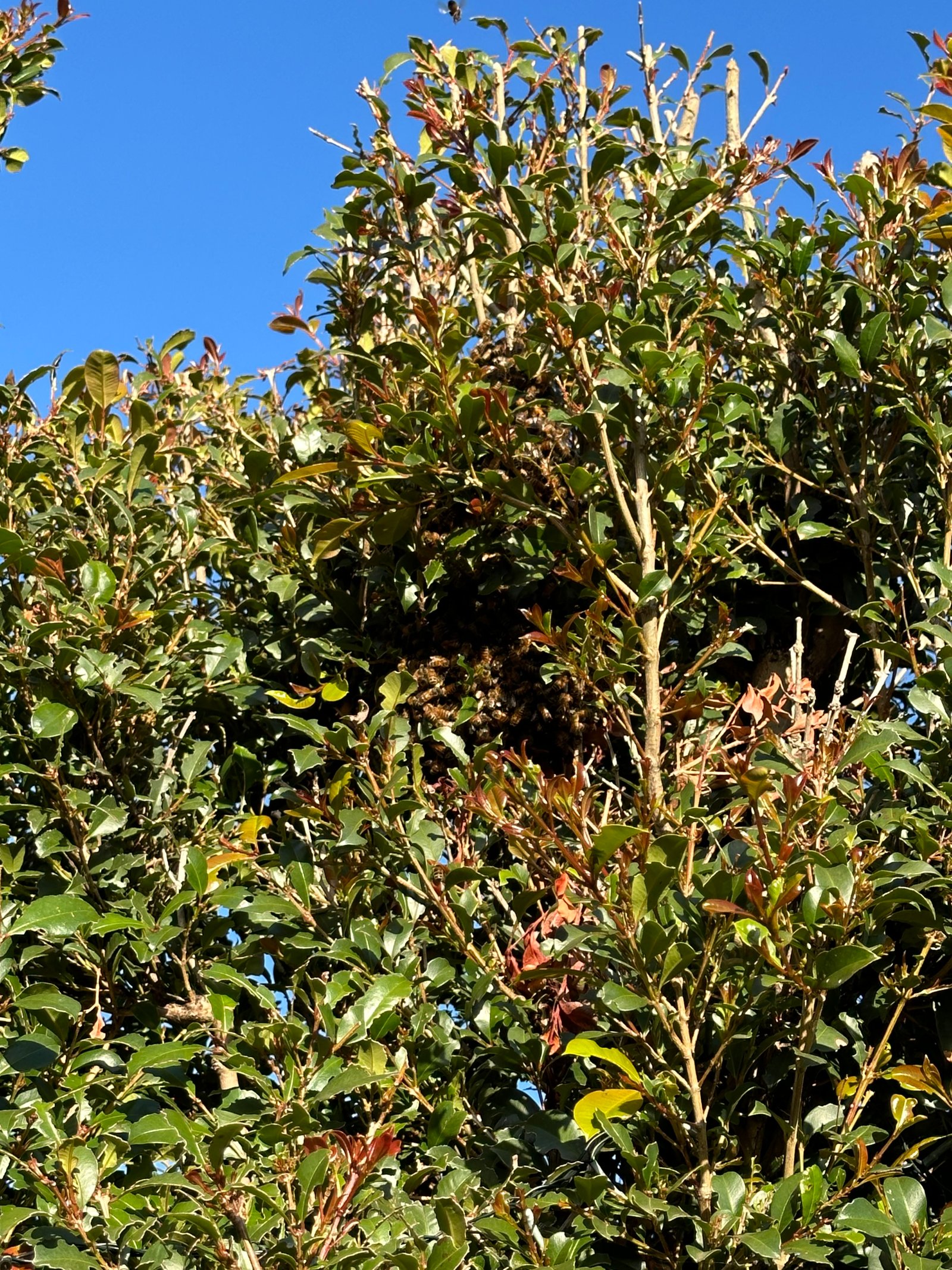 Swarm photo