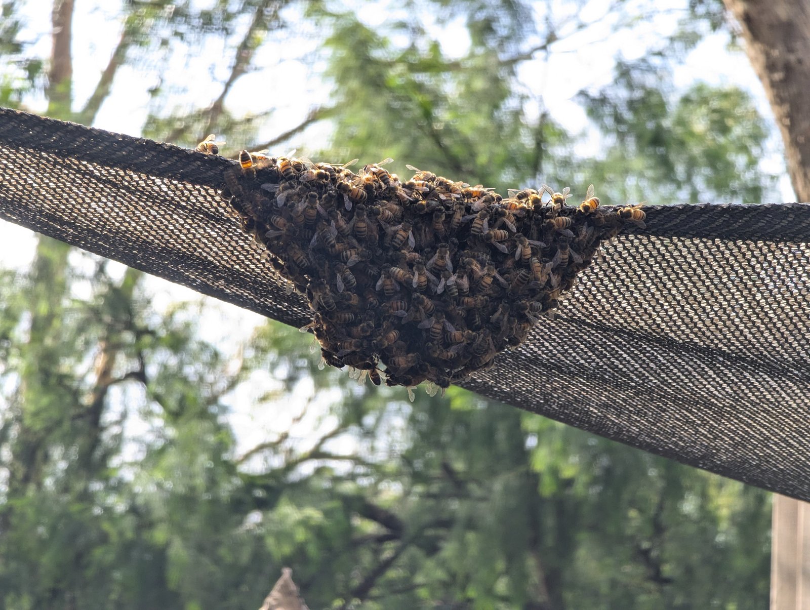 Swarm photo