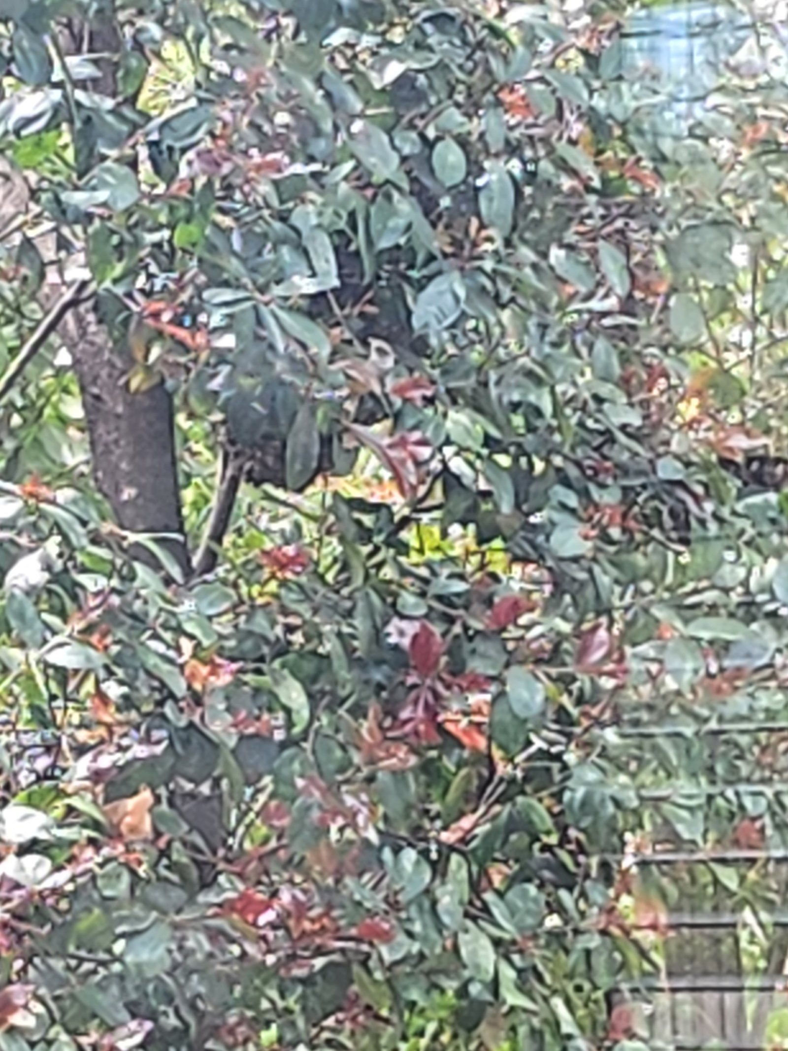 Swarm photo