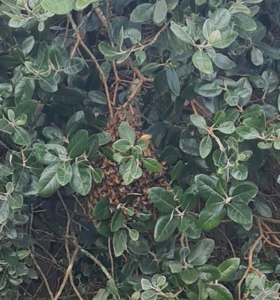 Swarm photo