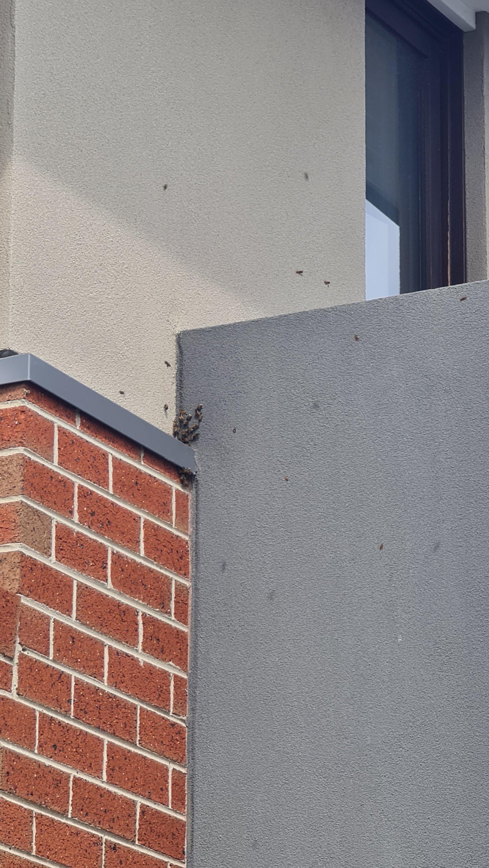 Swarm photo