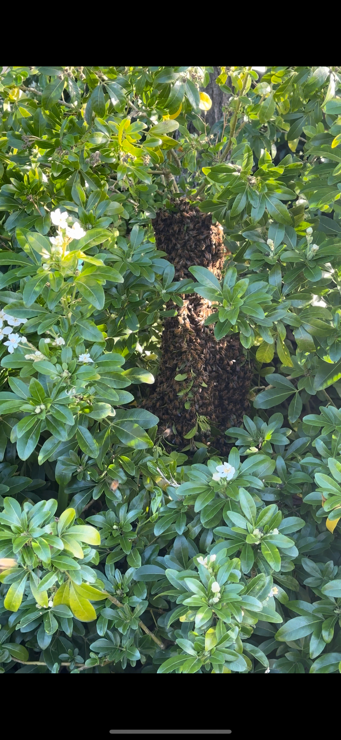 Swarm photo