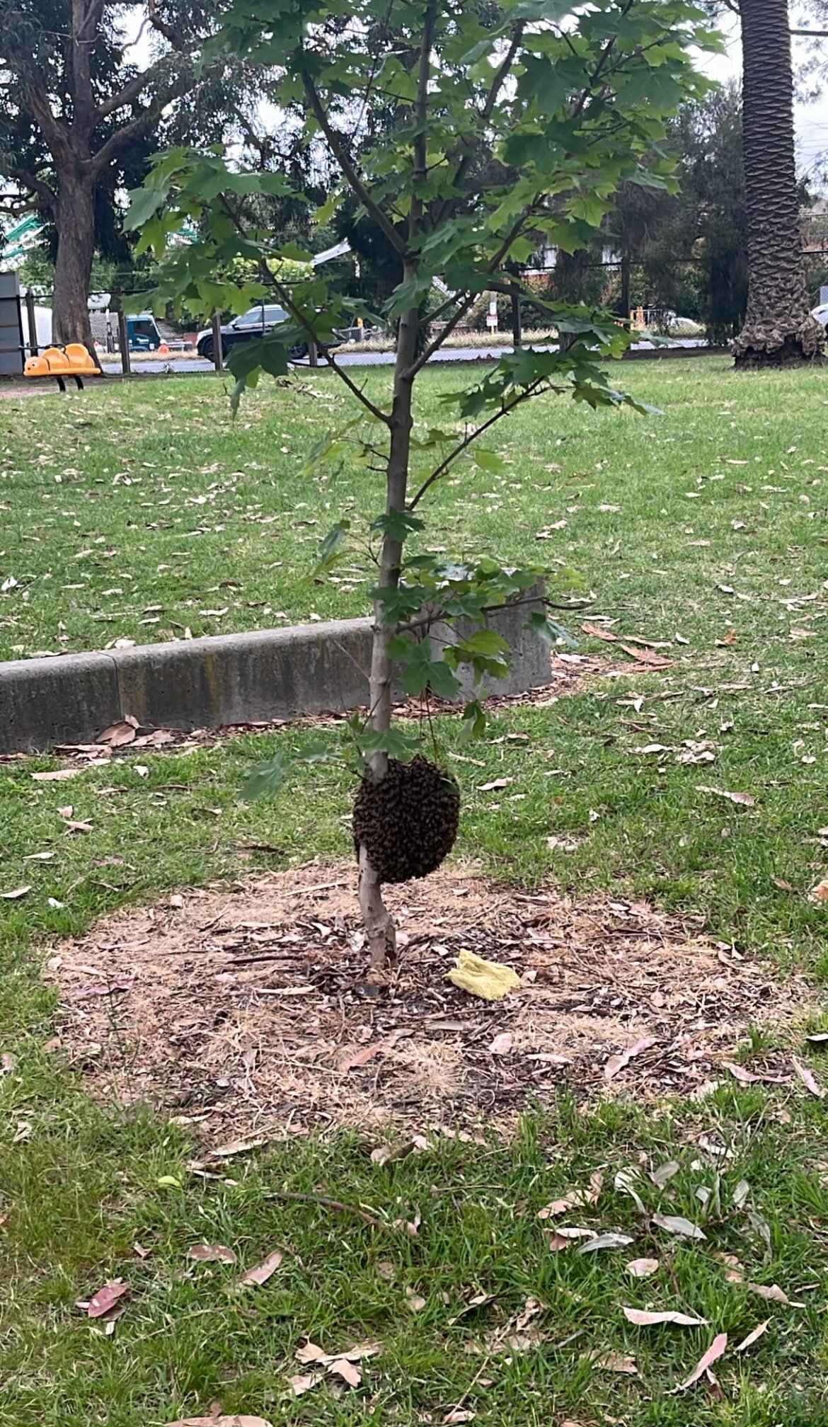 Swarm photo