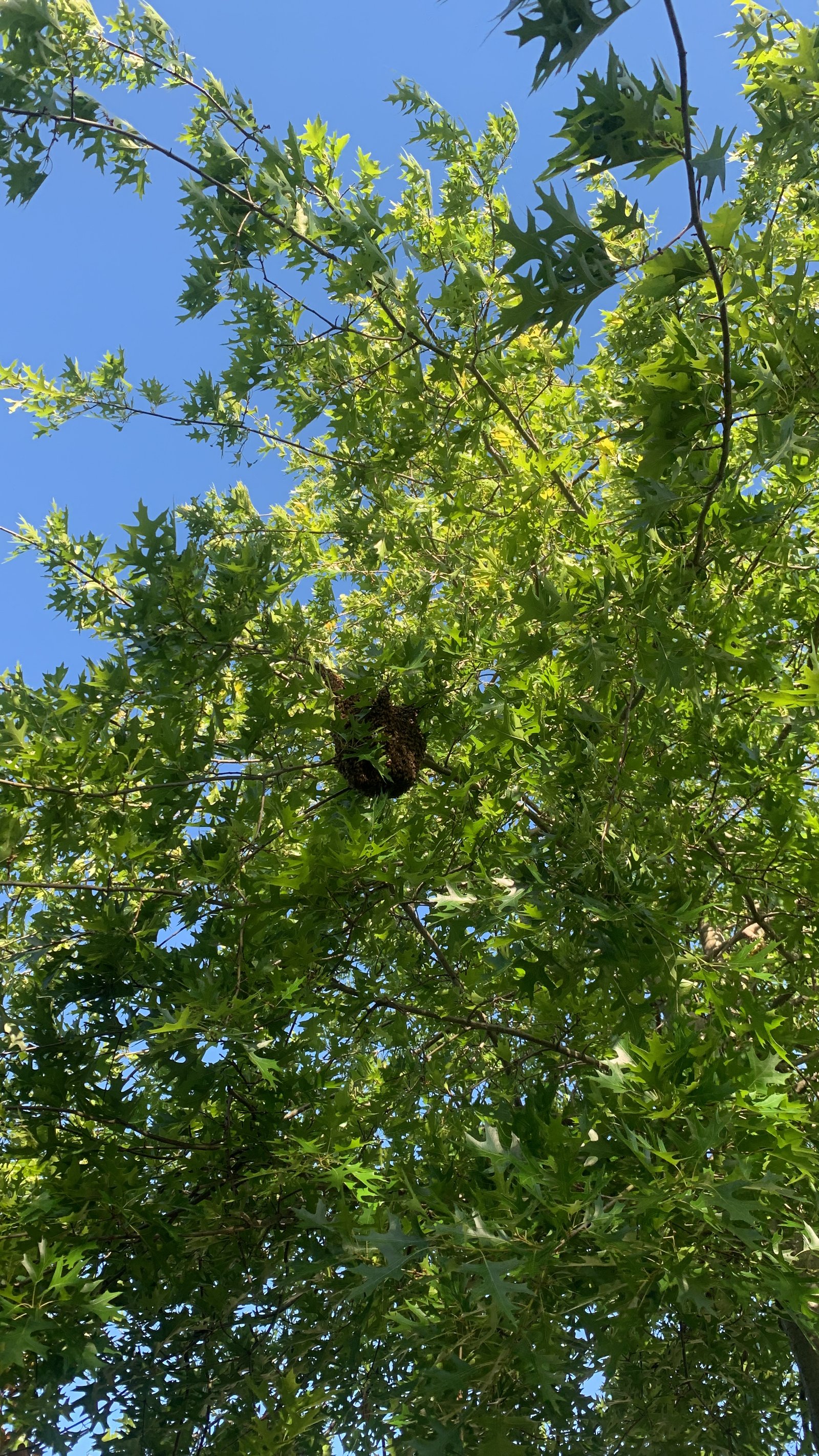 Swarm photo