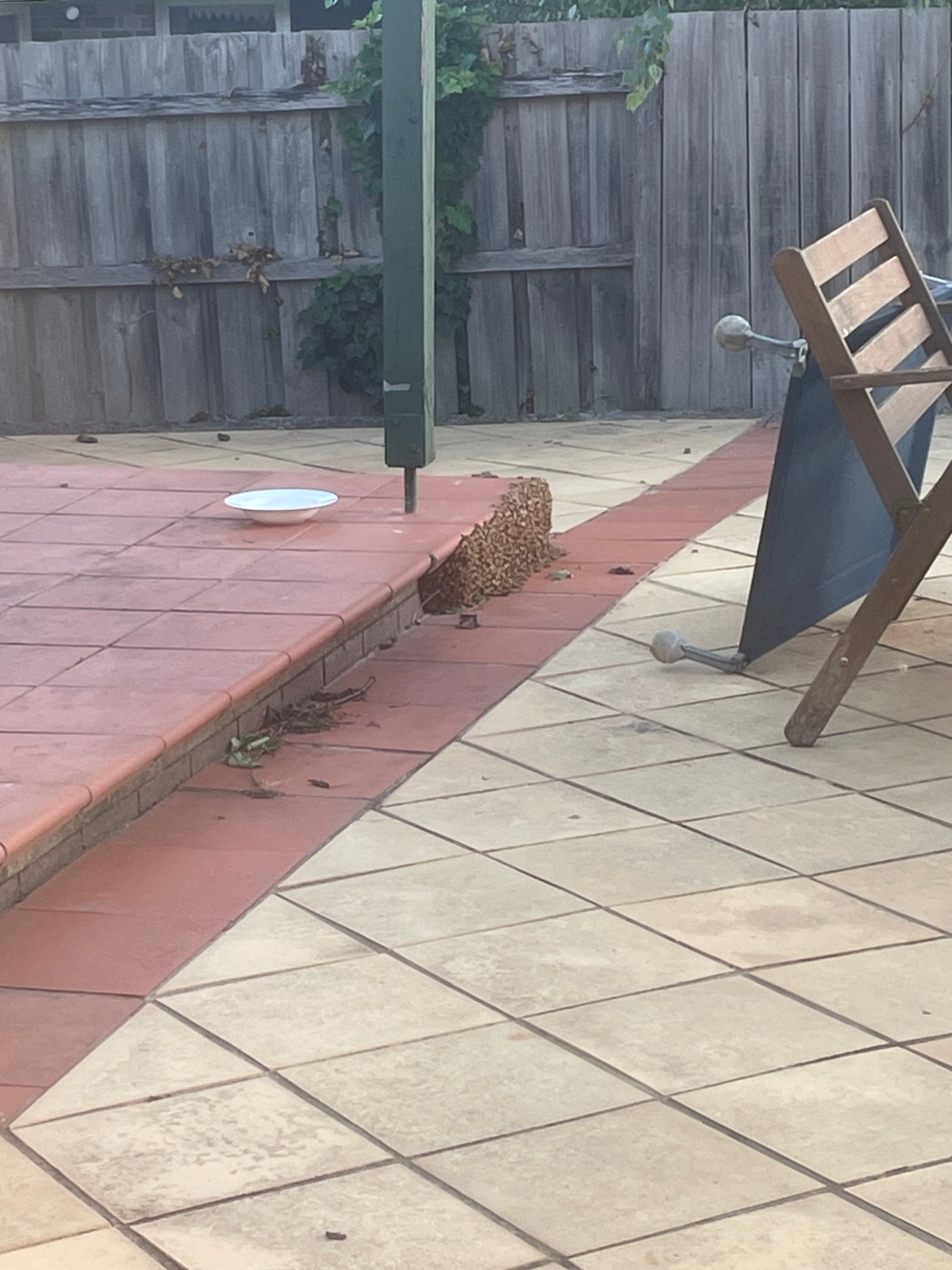 Swarm photo