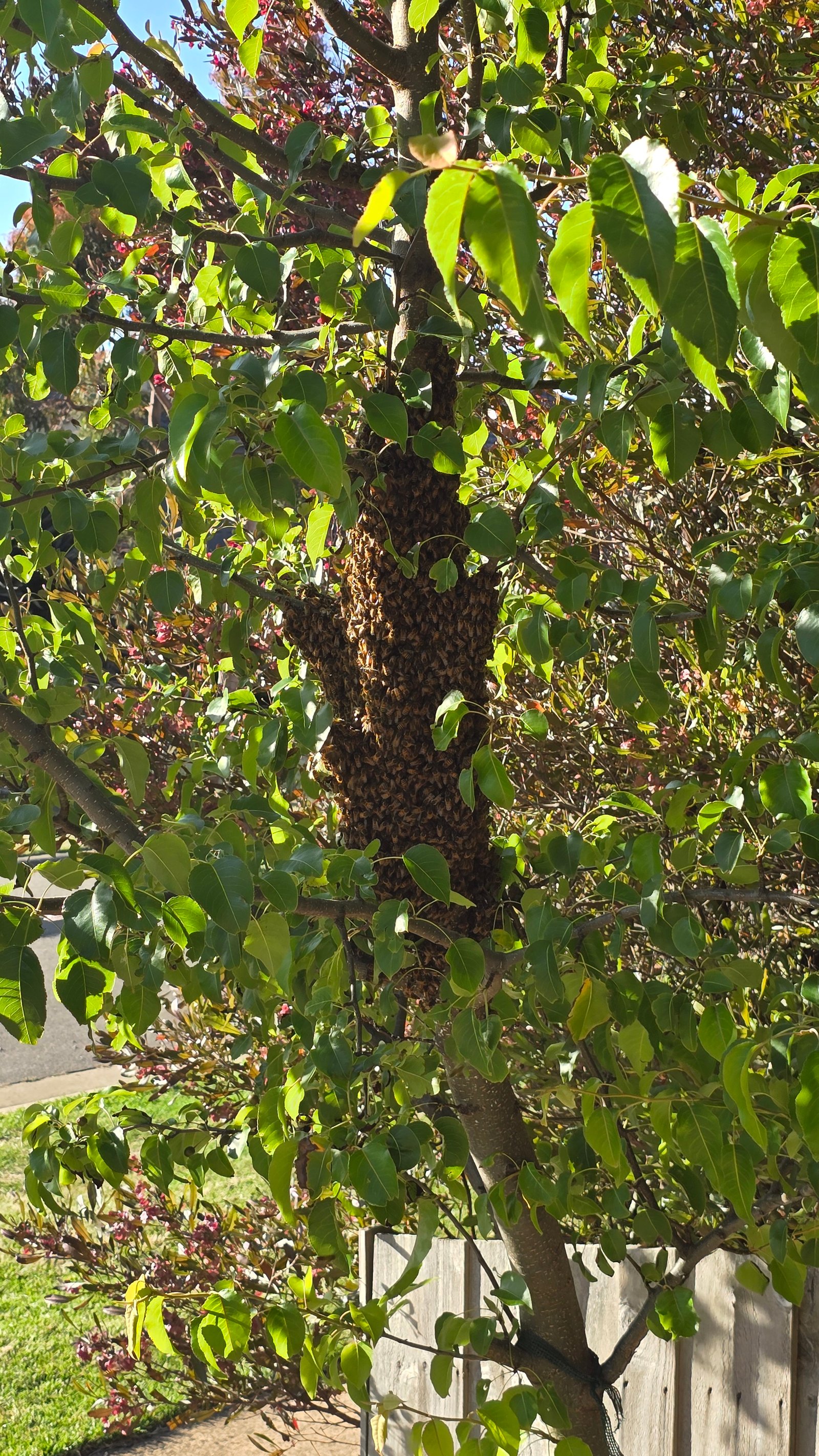 Swarm photo