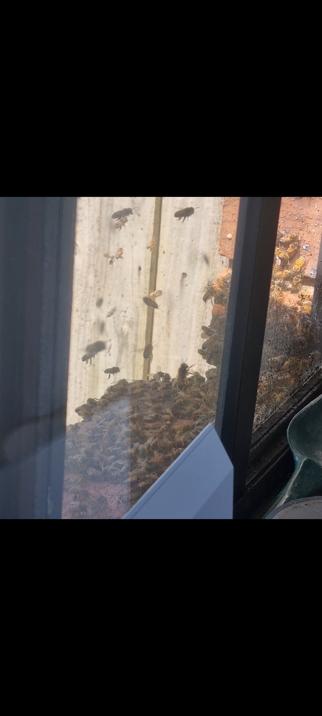 Swarm photo