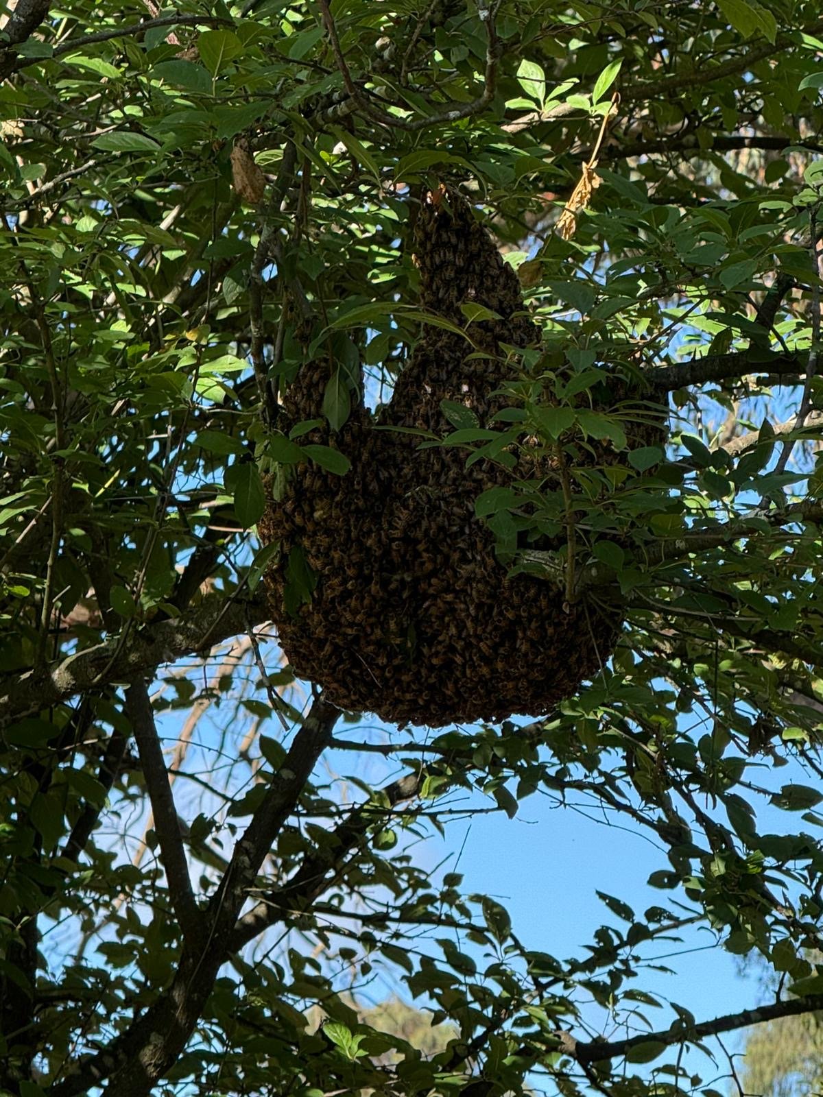 Swarm photo