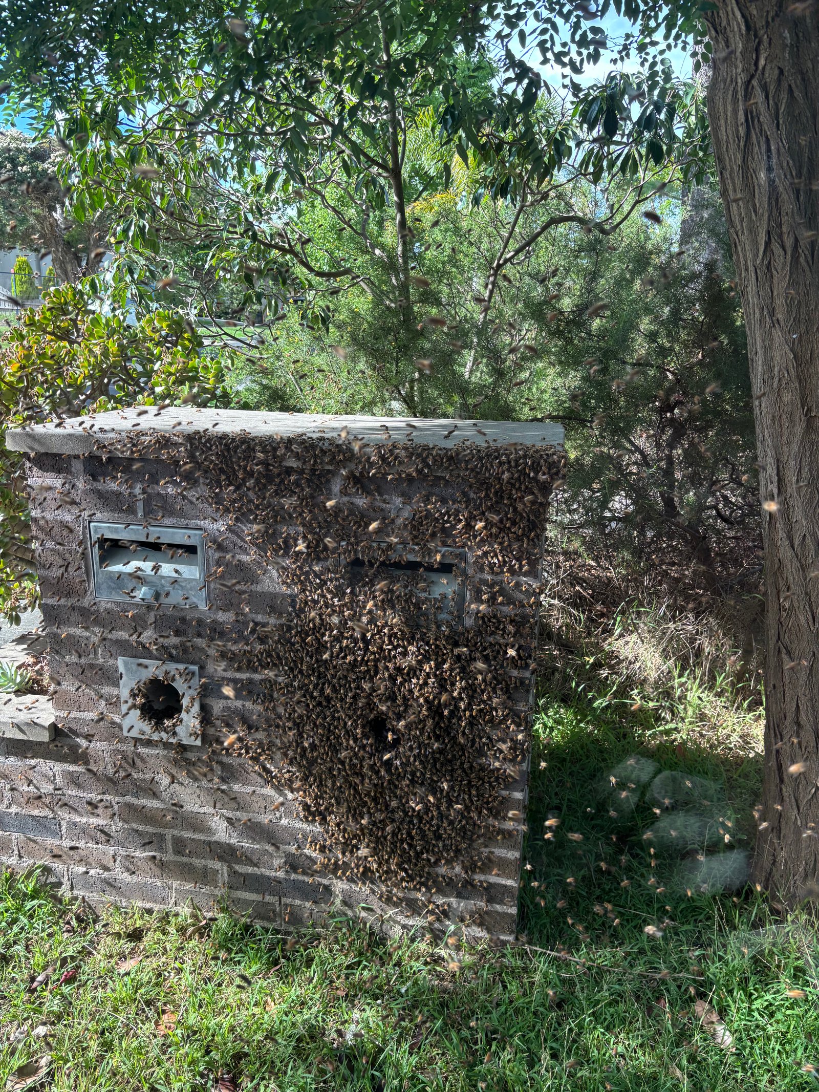 Swarm photo