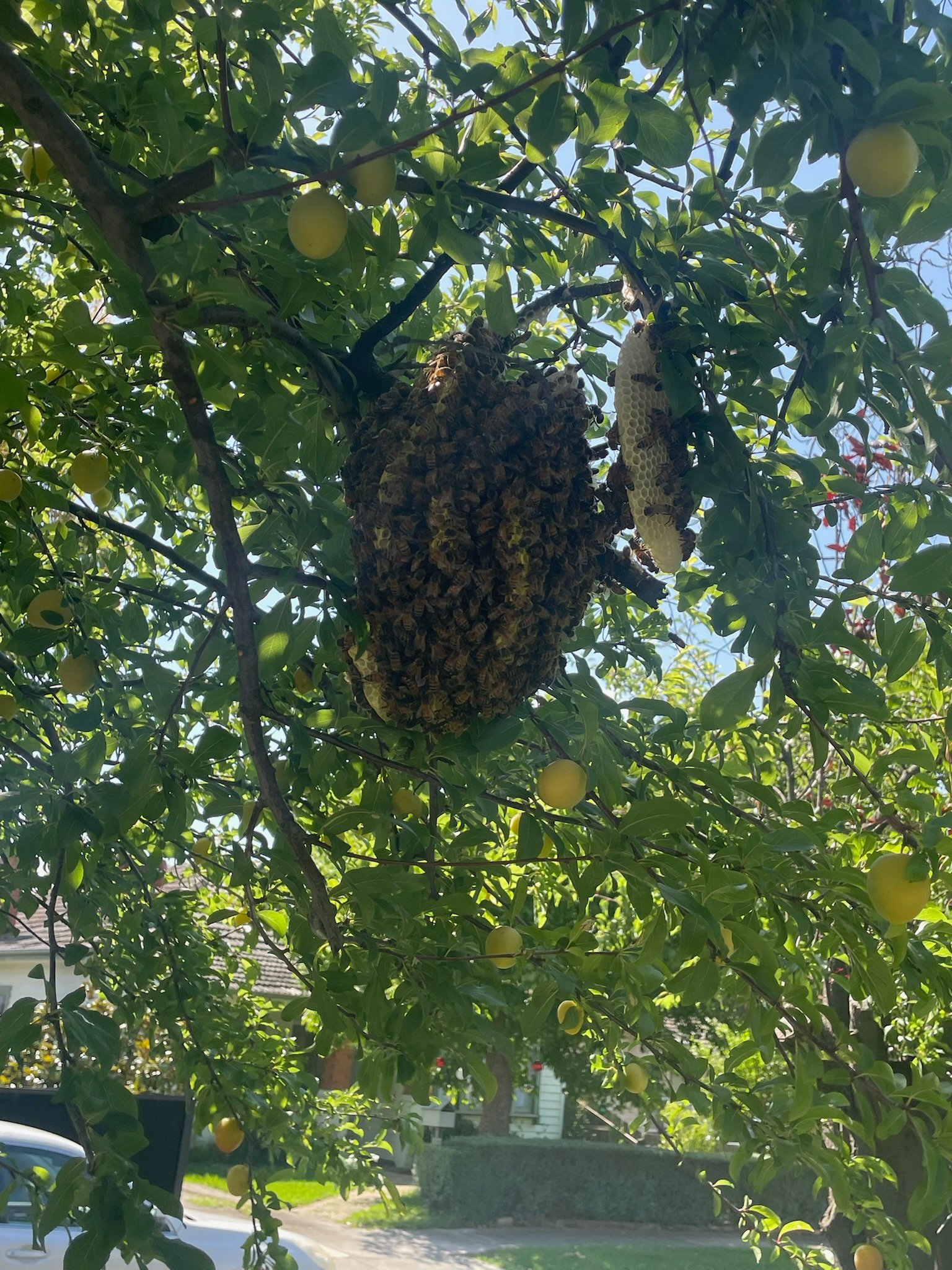 Swarm photo