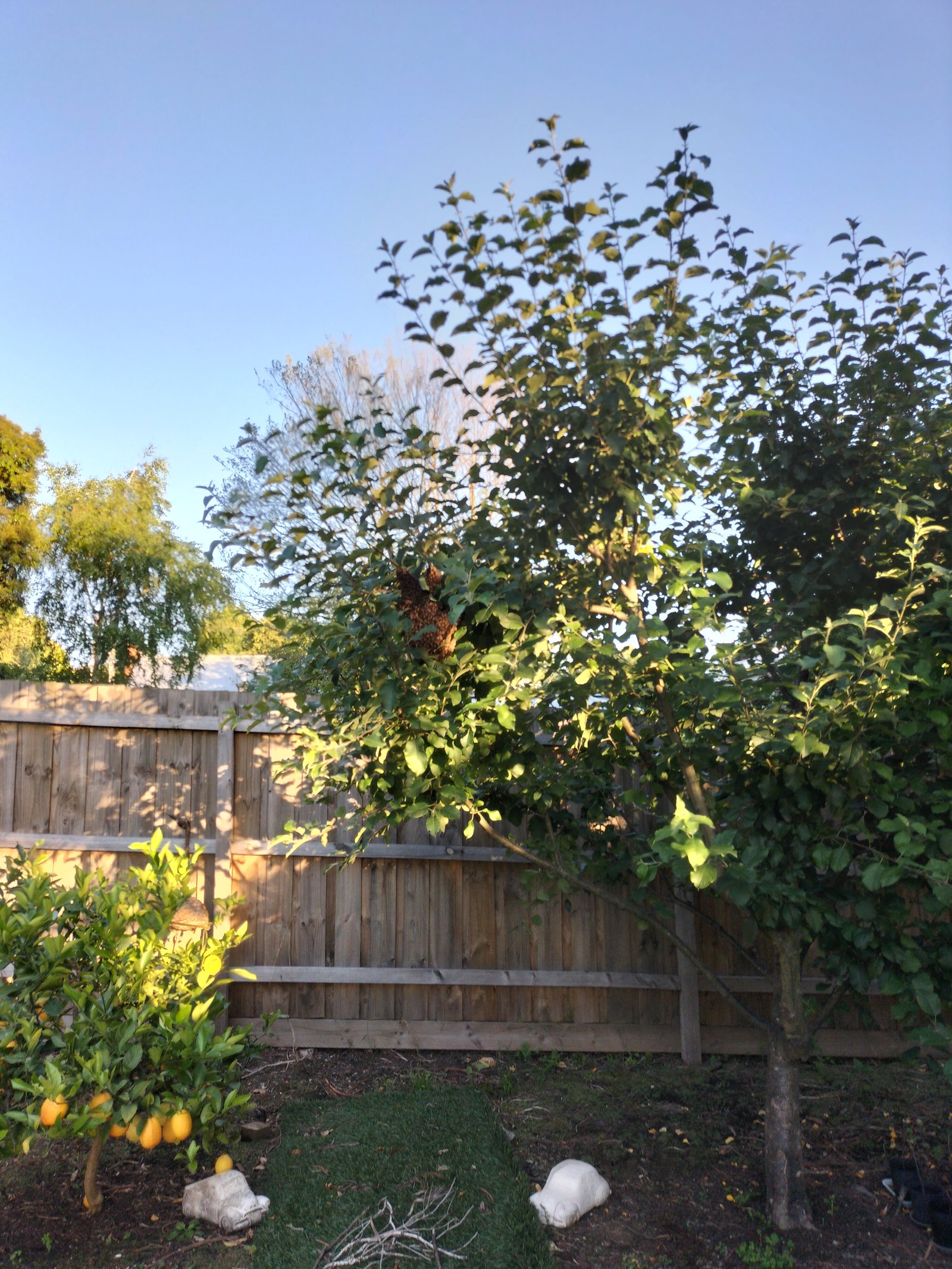 Swarm photo