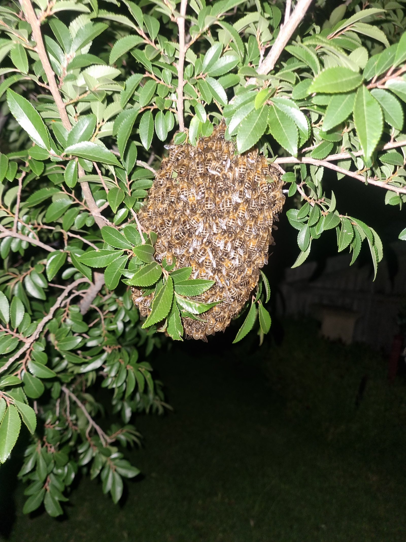 Swarm photo