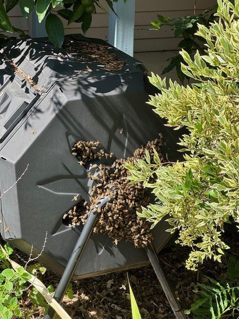 Swarm photo