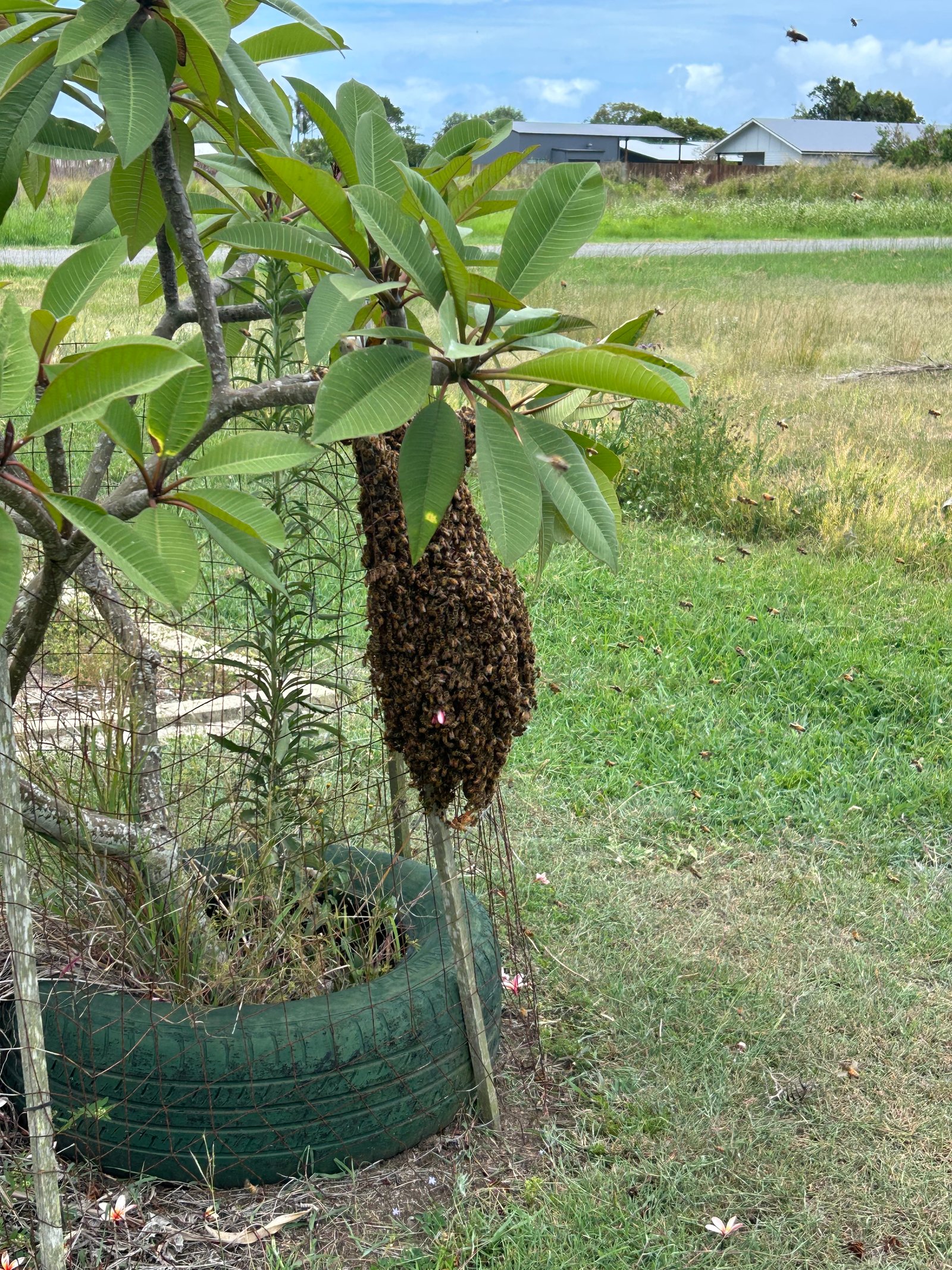 Swarm photo