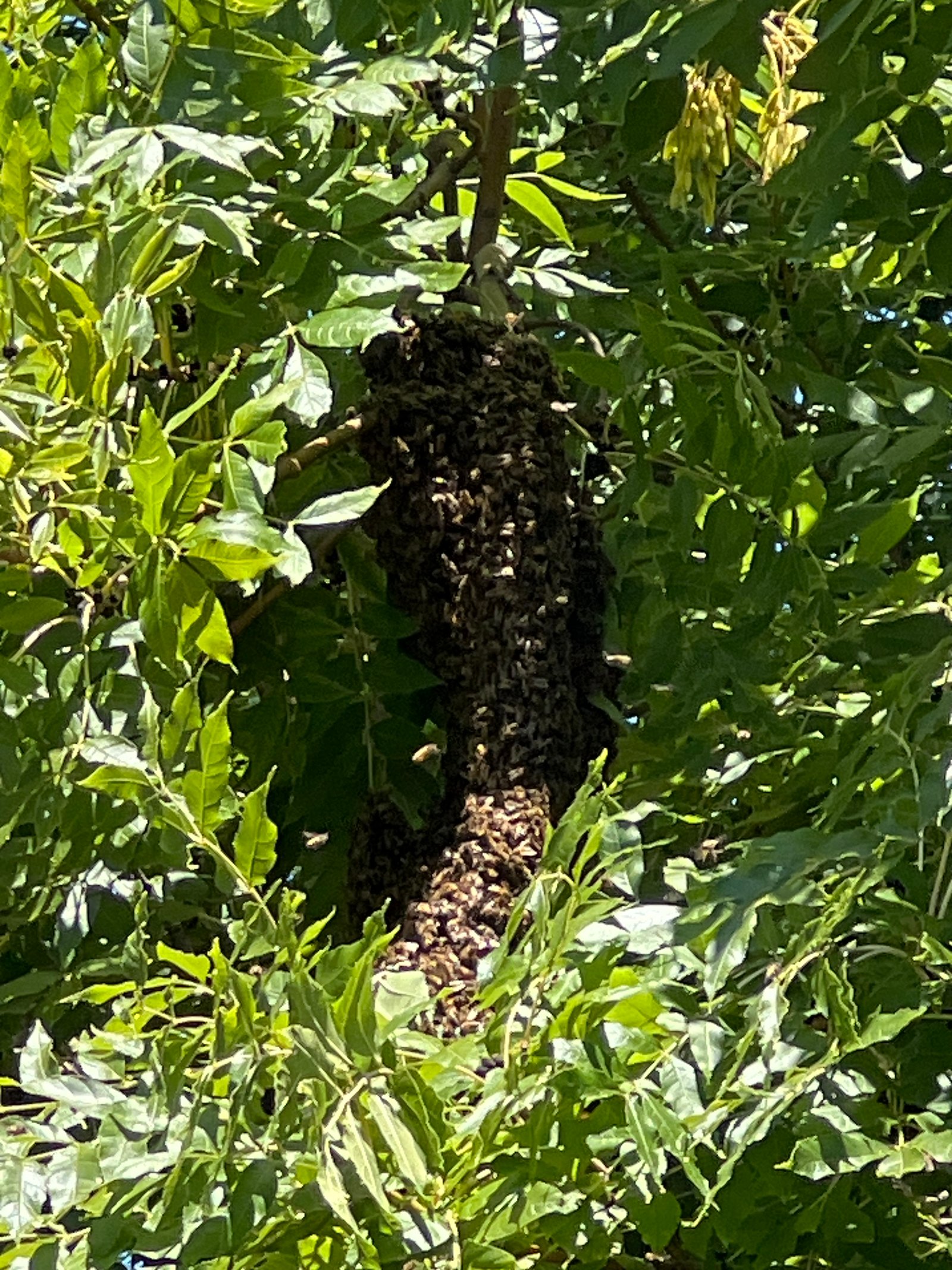 Swarm photo
