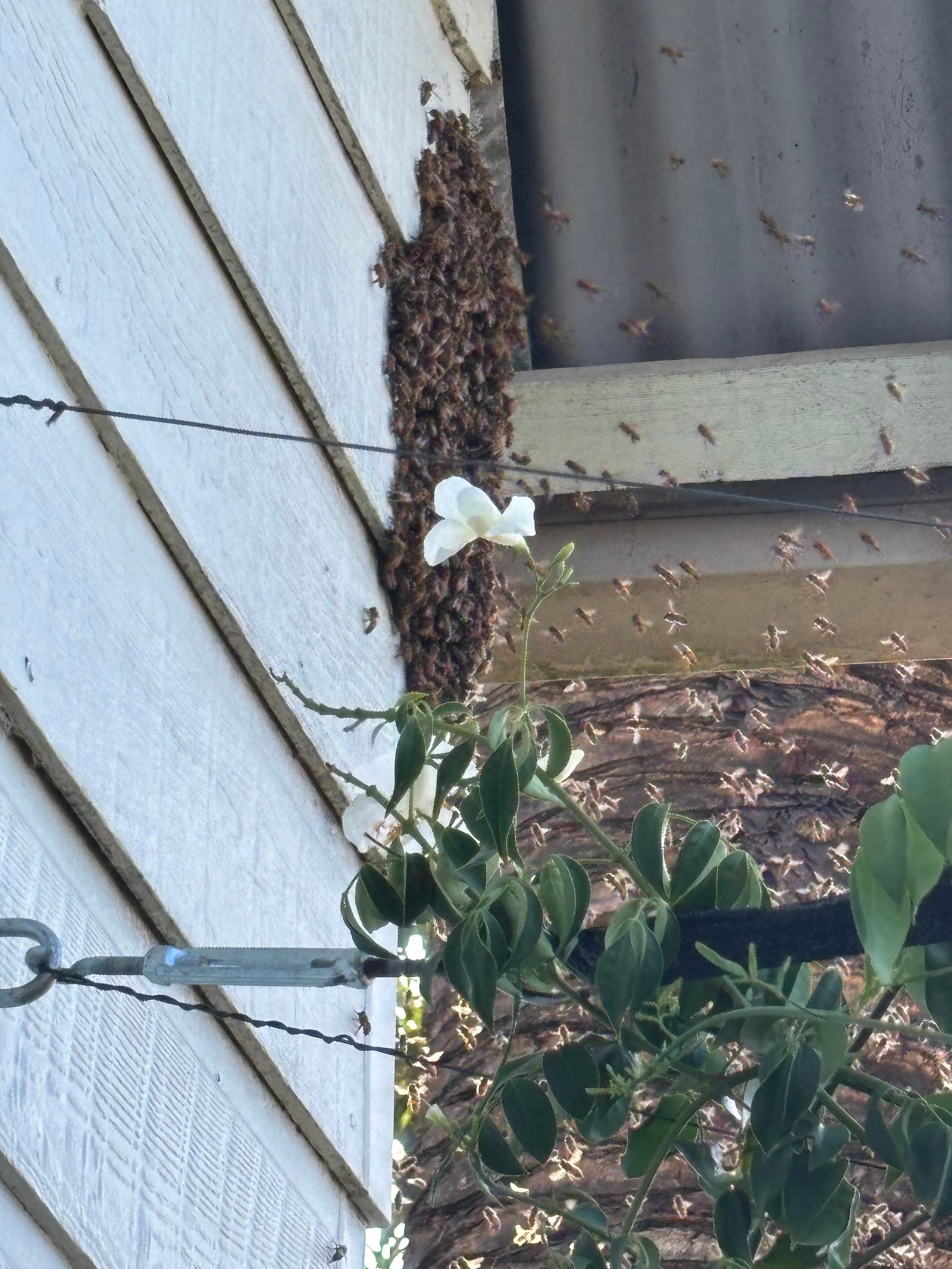 Swarm photo