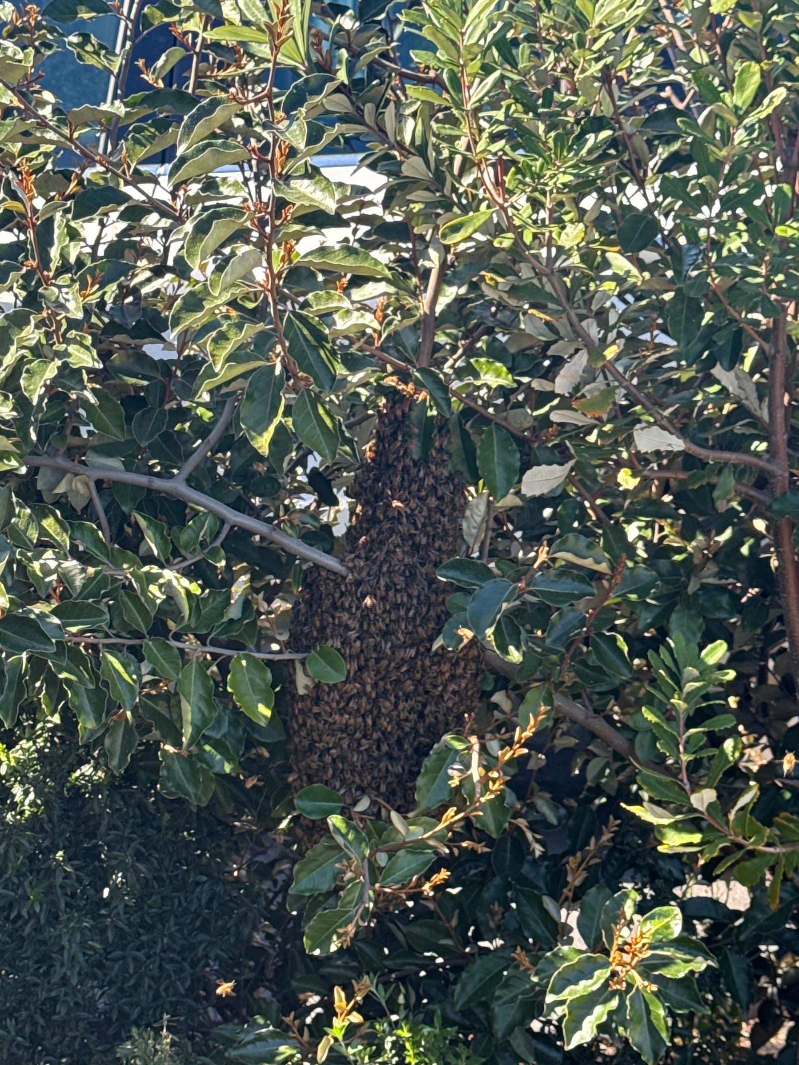 Swarm photo