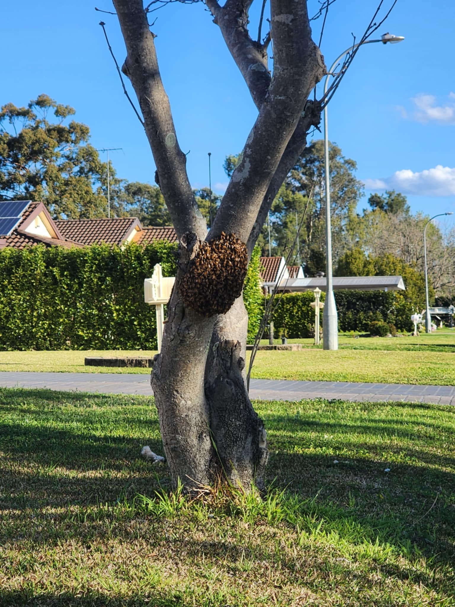 Swarm photo