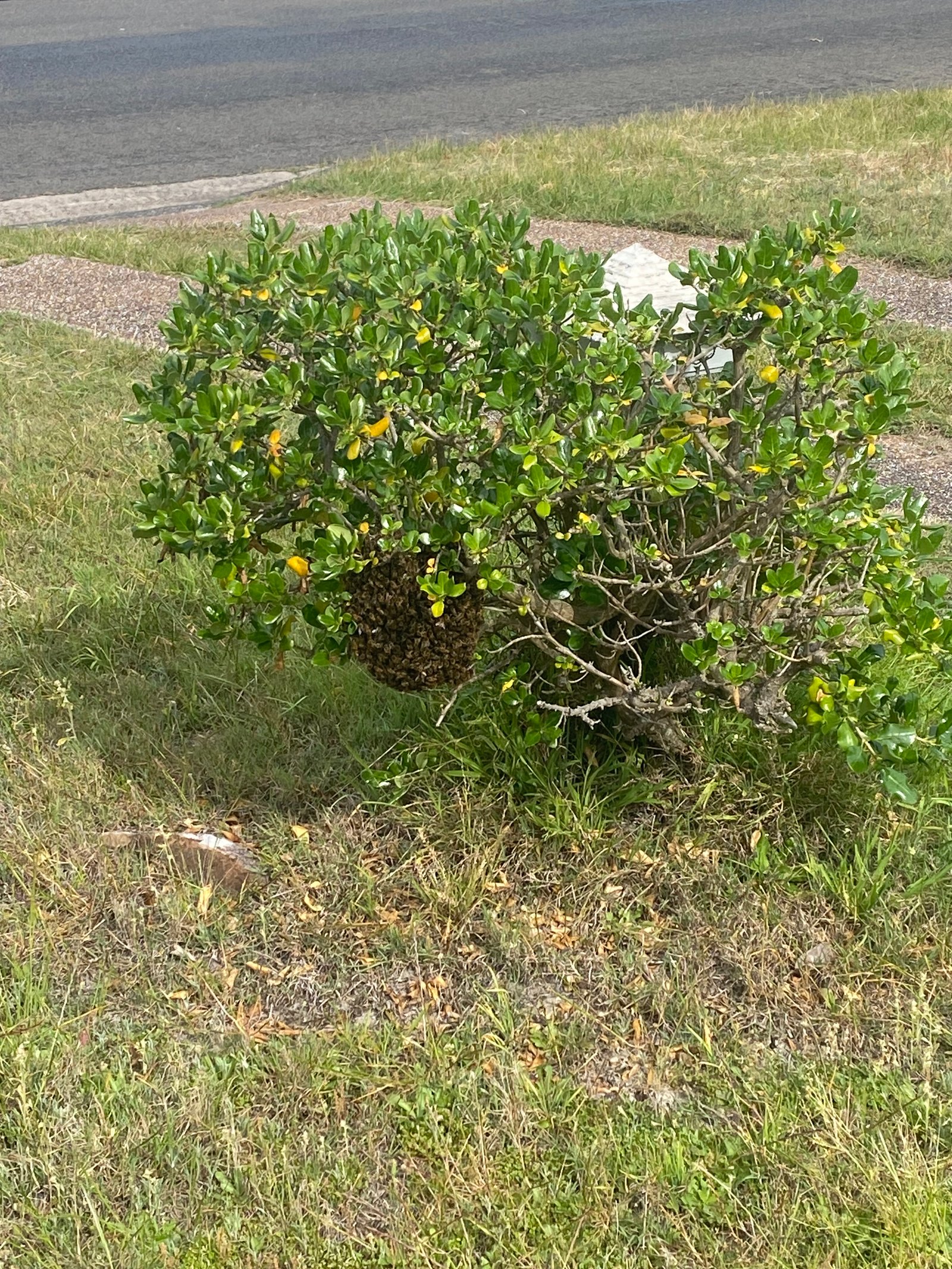 Swarm photo